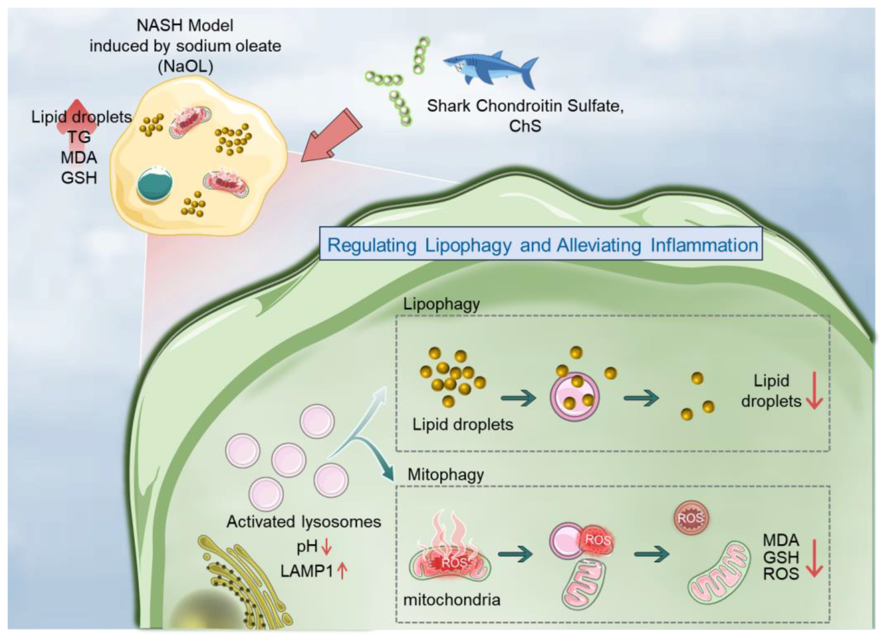 Marinedrugs 23 00228 g007