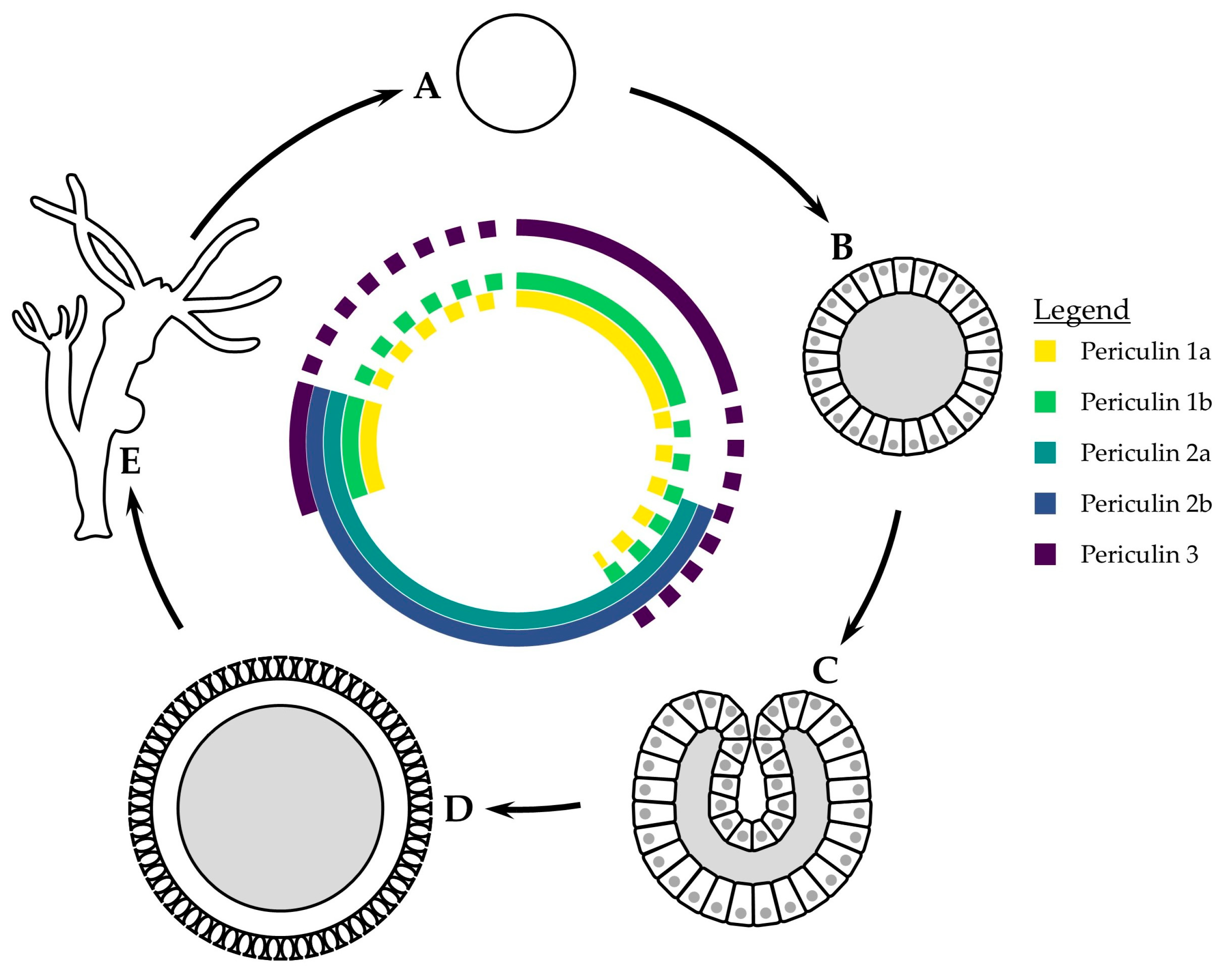 Marinedrugs 23 00229 g002 Marinedrugs 23 00229 g002
