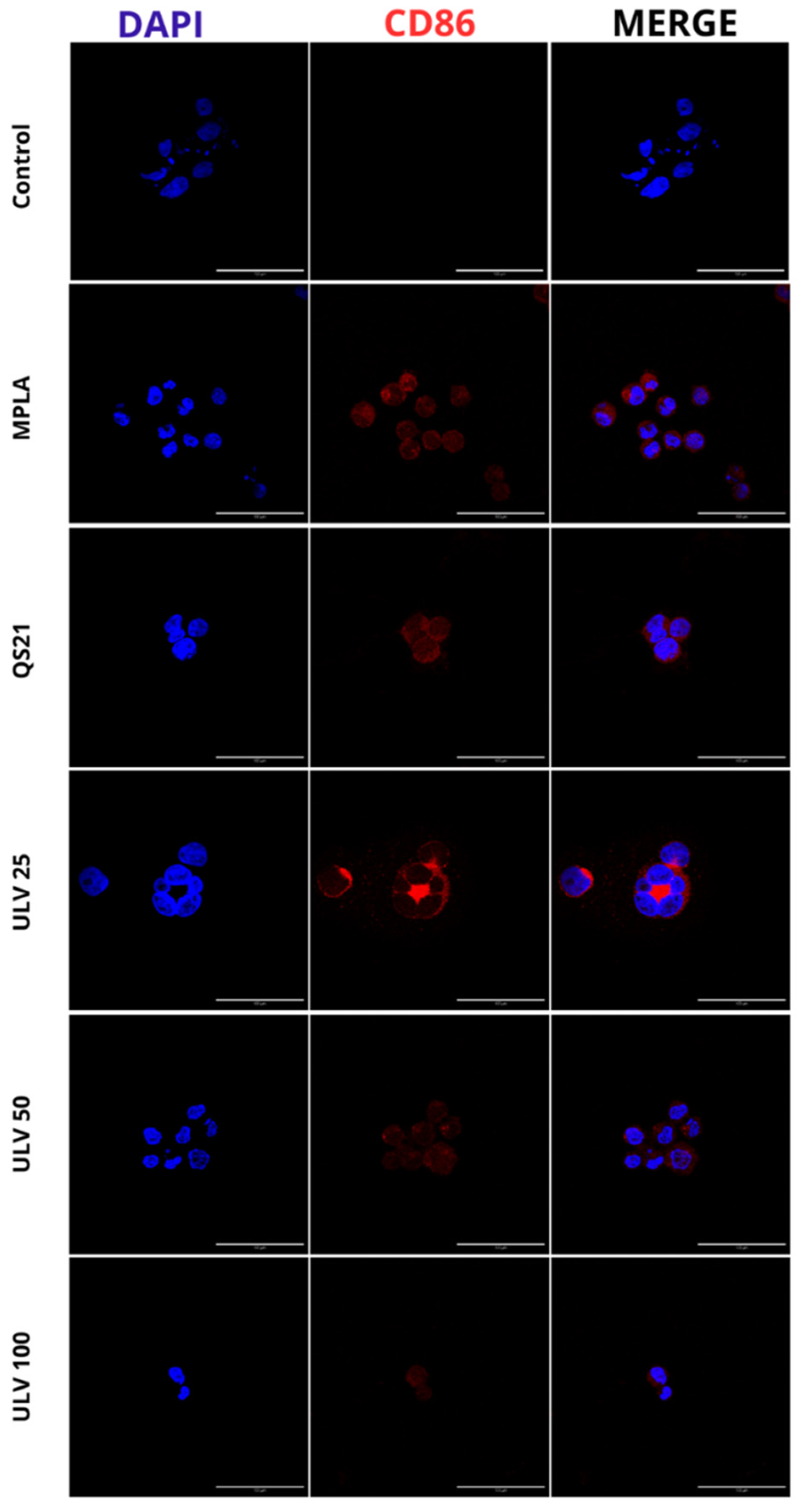 Marinedrugs 23 00248 g005