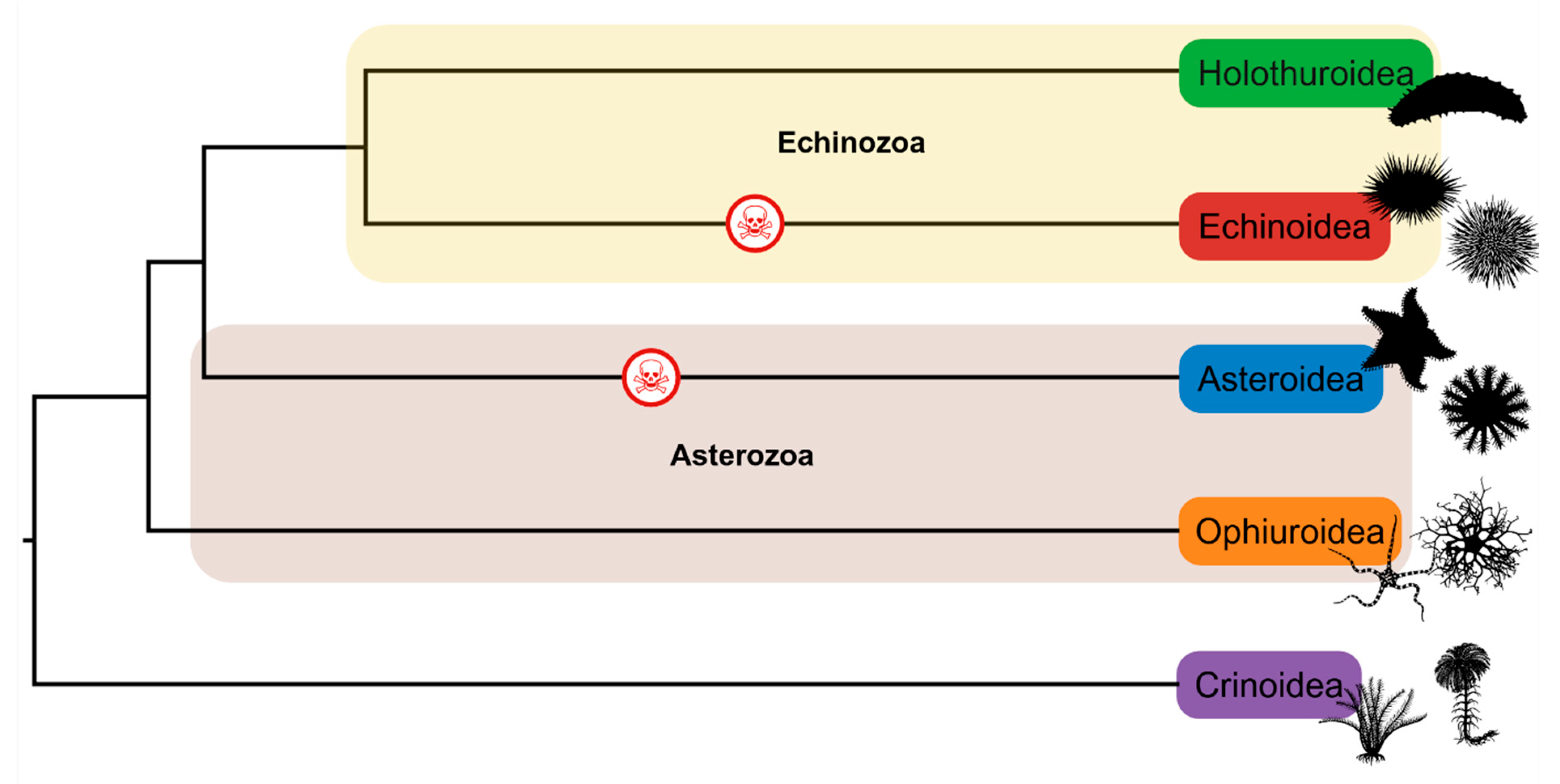 Marinedrugs 23 00253 g001