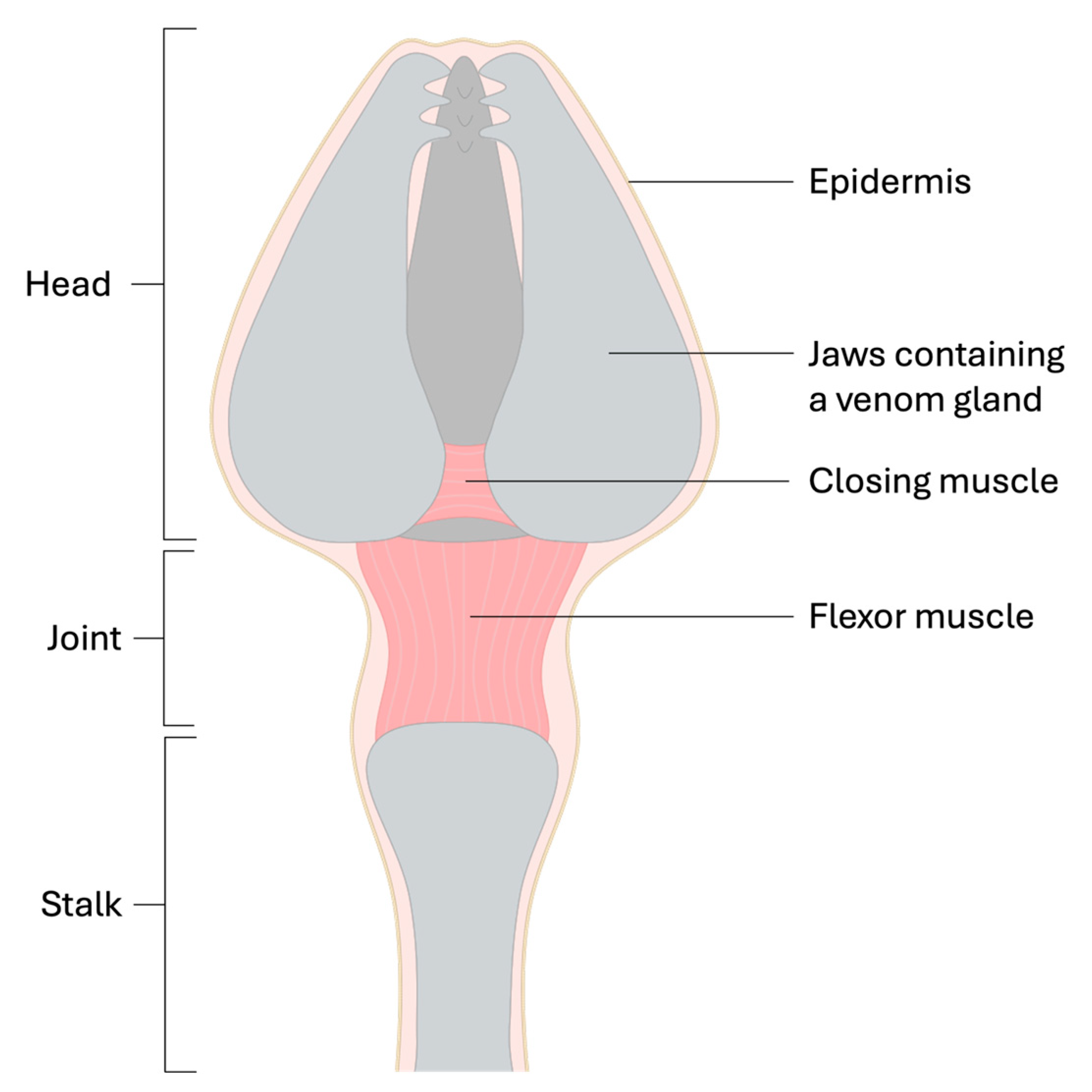 Marinedrugs 23 00253 g005