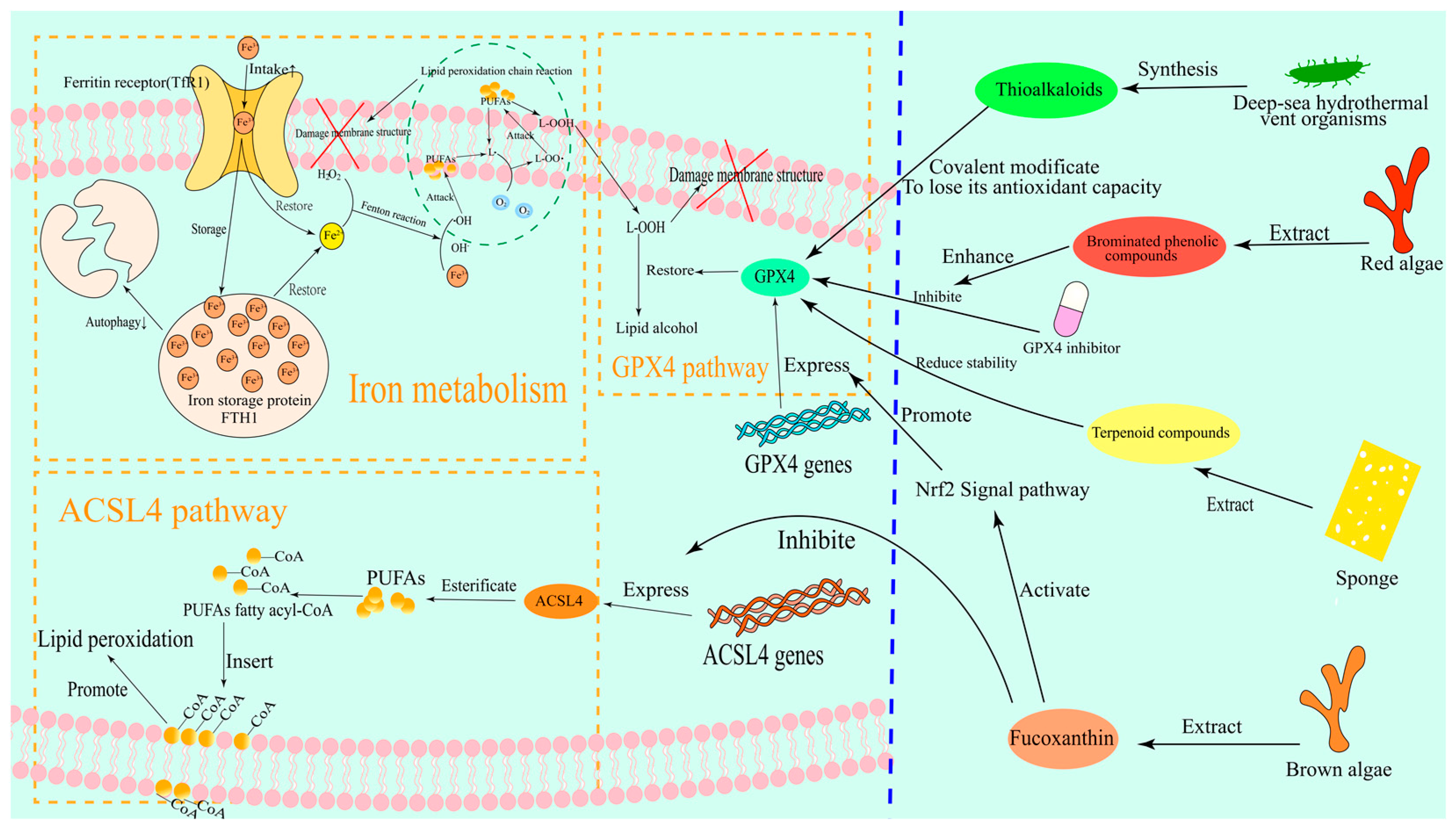 Marinedrugs 23 00258 g002