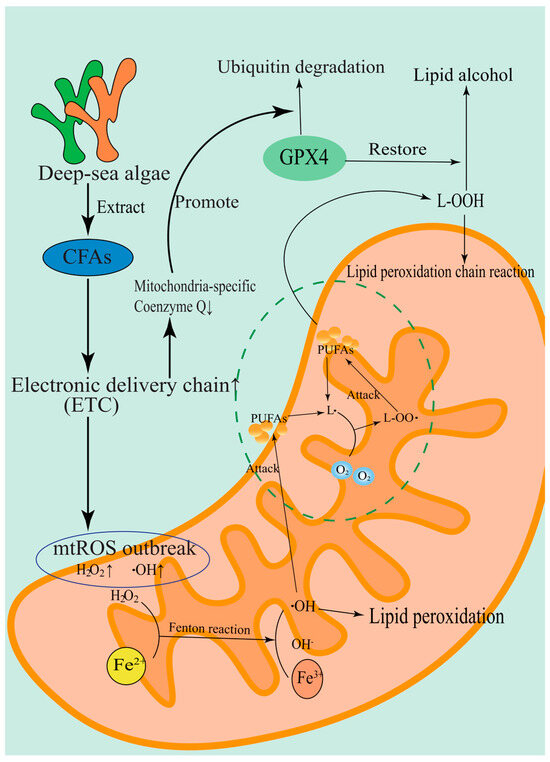 KILL！！ Targeting Ferroptosis in Tumors: Novel Marine-Derived