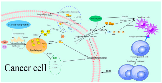 Targeting Ferroptosis in Tumors: Novel Marine-Derived