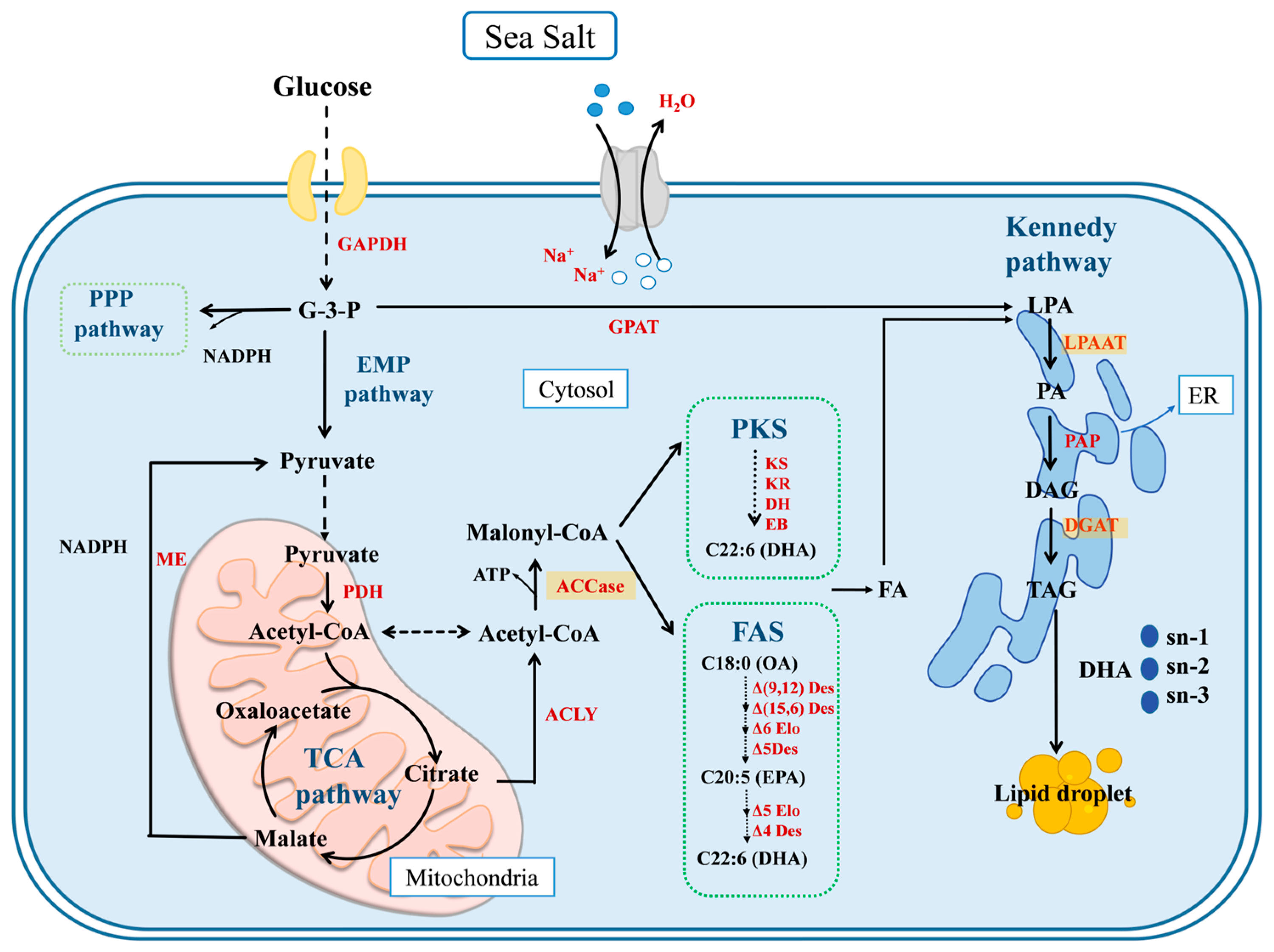 Marinedrugs 23 00260 g006