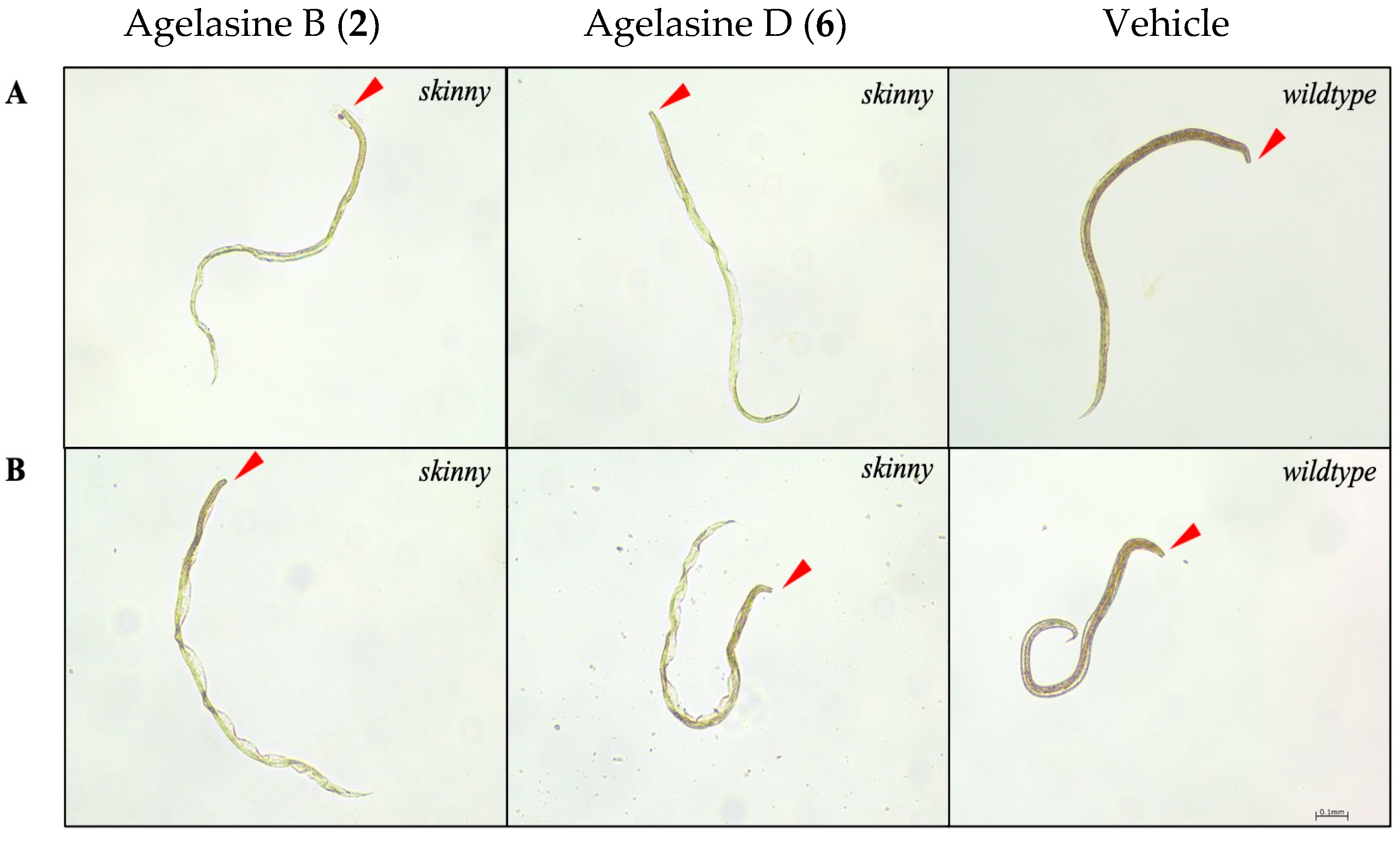 Marinedrugs 23 00276 g013