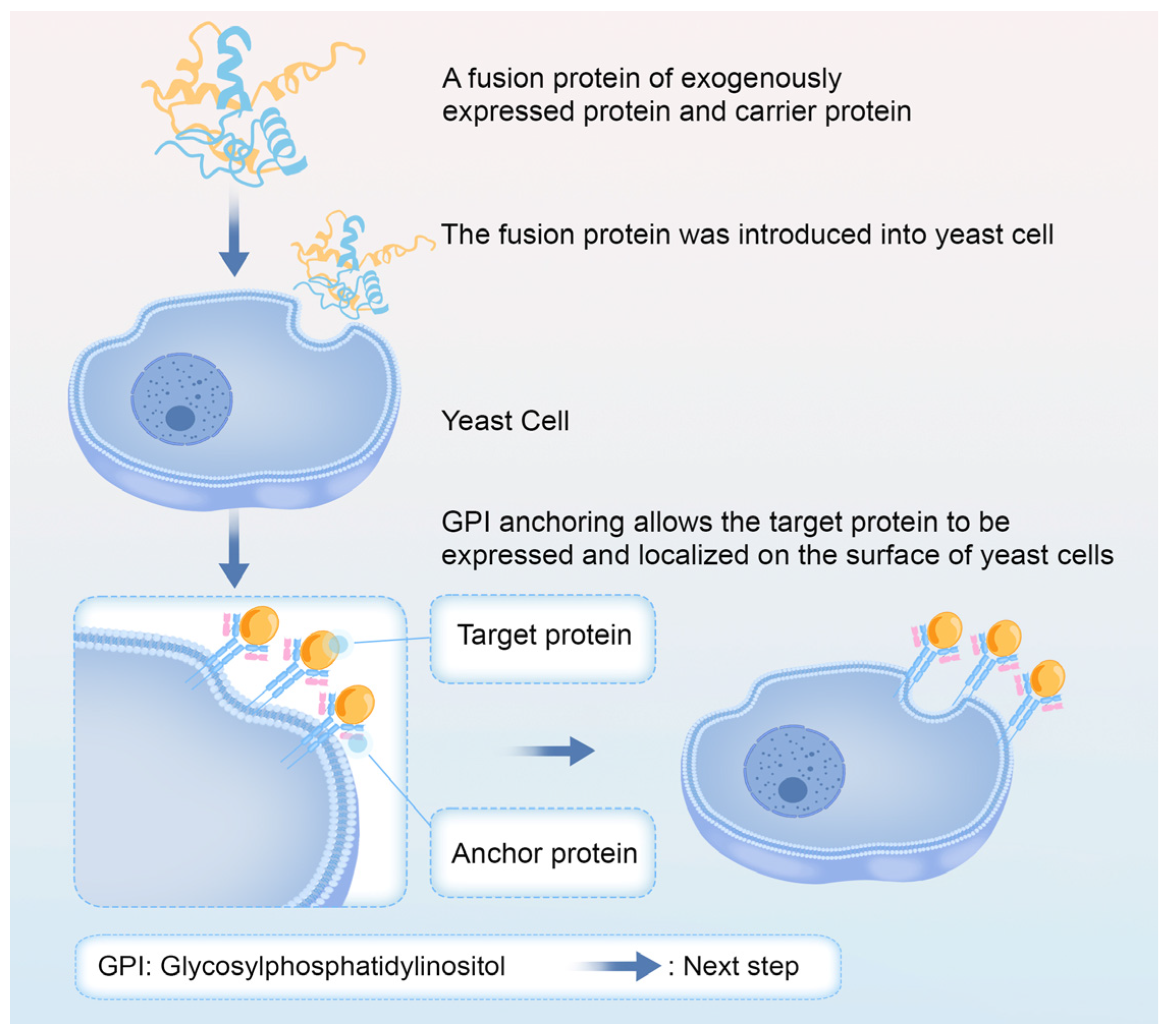 Marinedrugs 23 00293 g004
