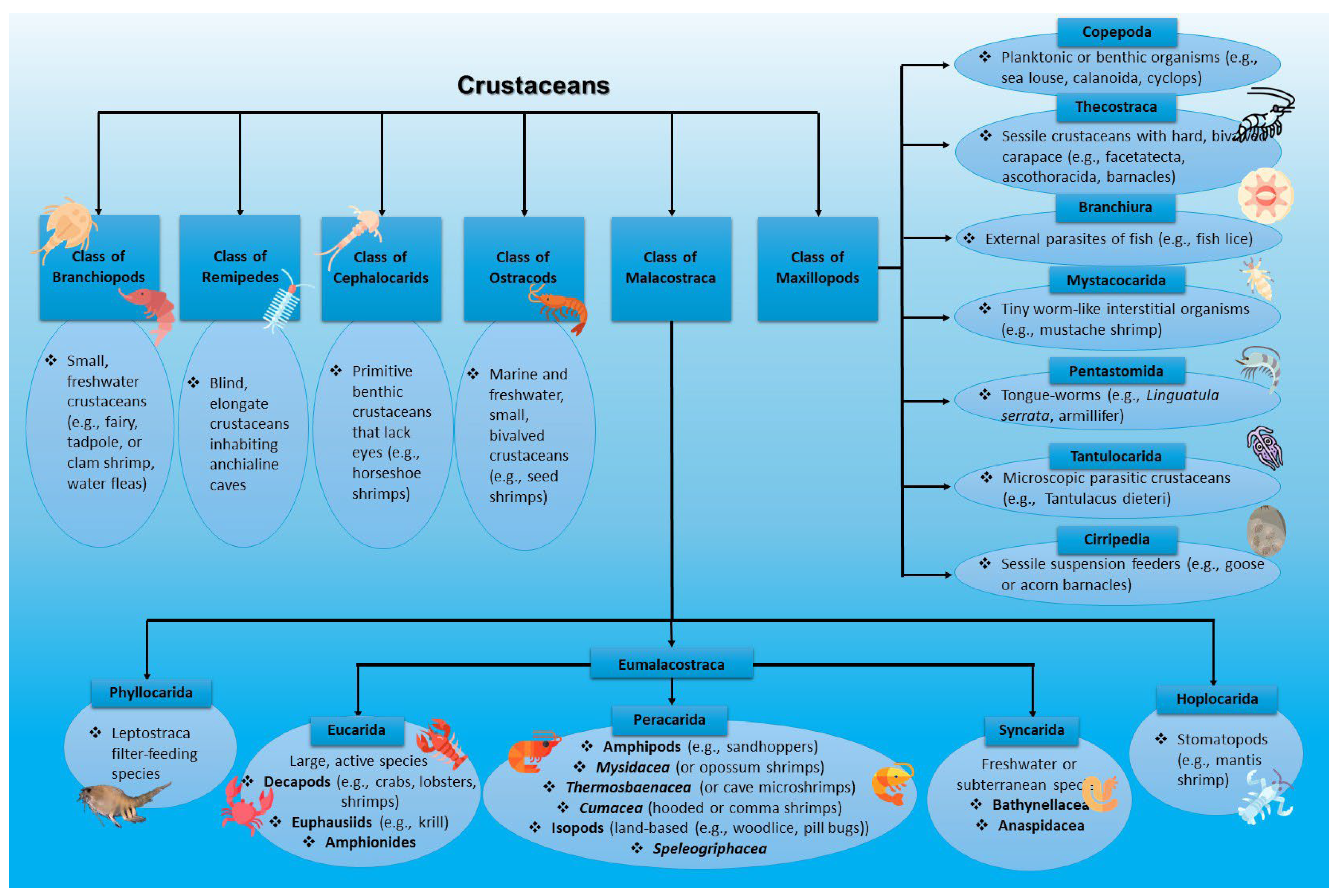 Marinedrugs 23 00299 g002 Marinedrugs 23 00299 g002