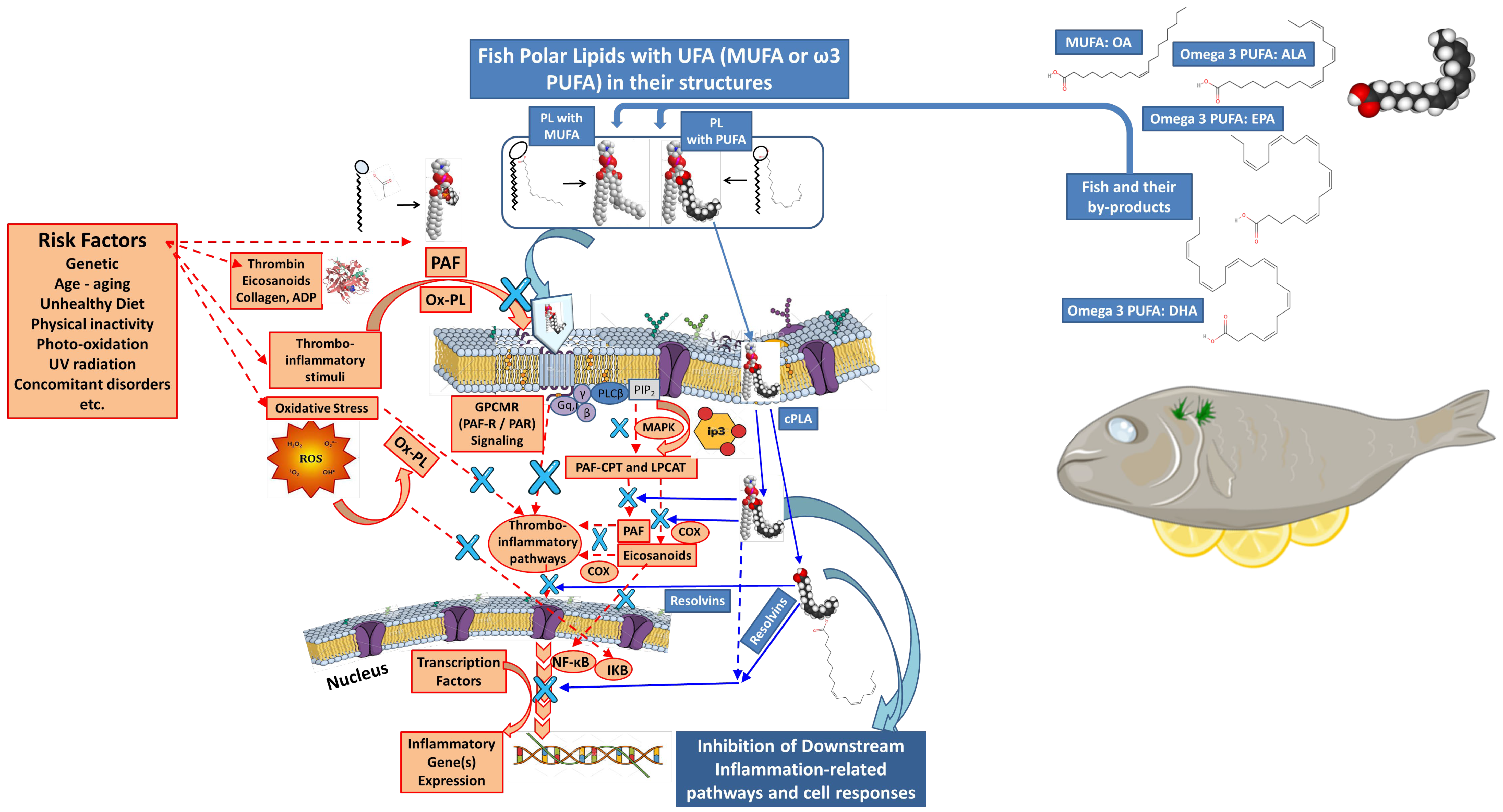 Marinedrugs 23 00299 g009 Marinedrugs 23 00299 g009