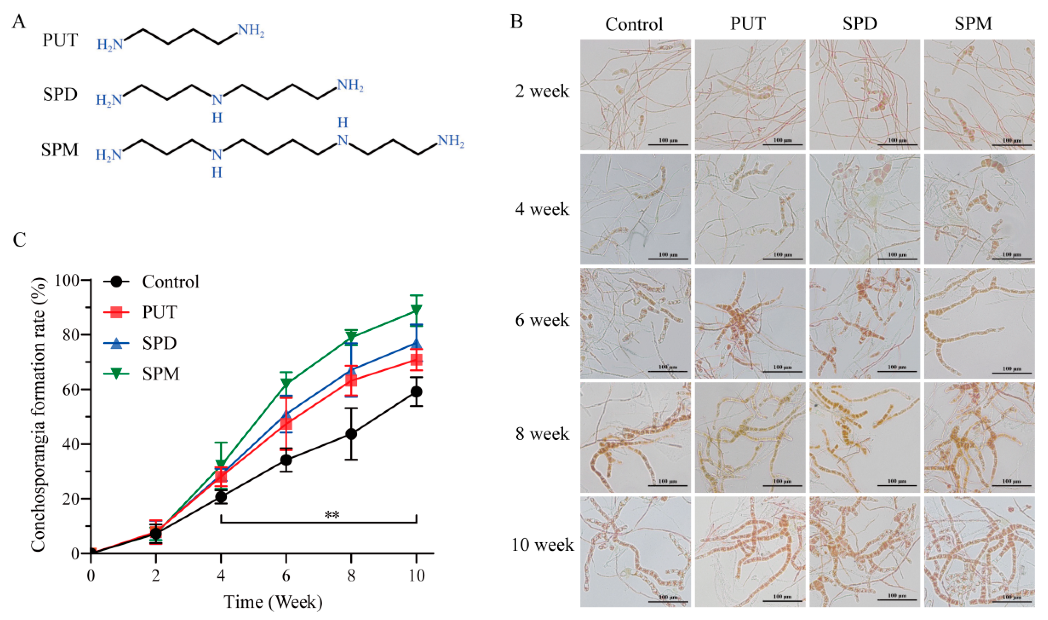 Marinedrugs 23 00309 g001