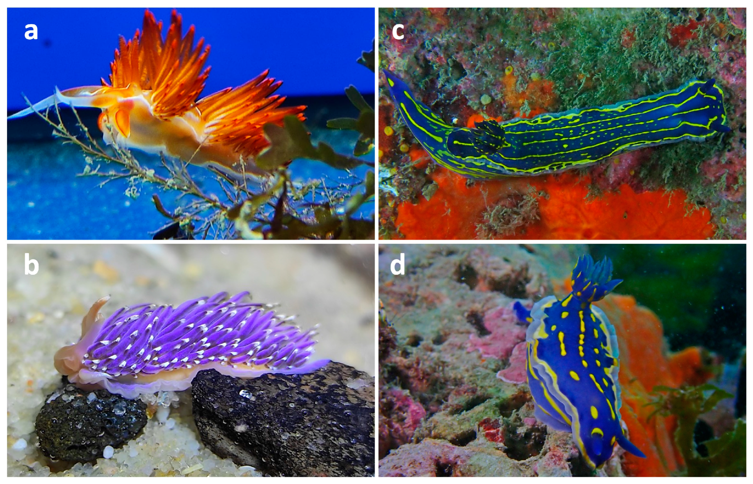 Marinedrugs 23 00319 g001