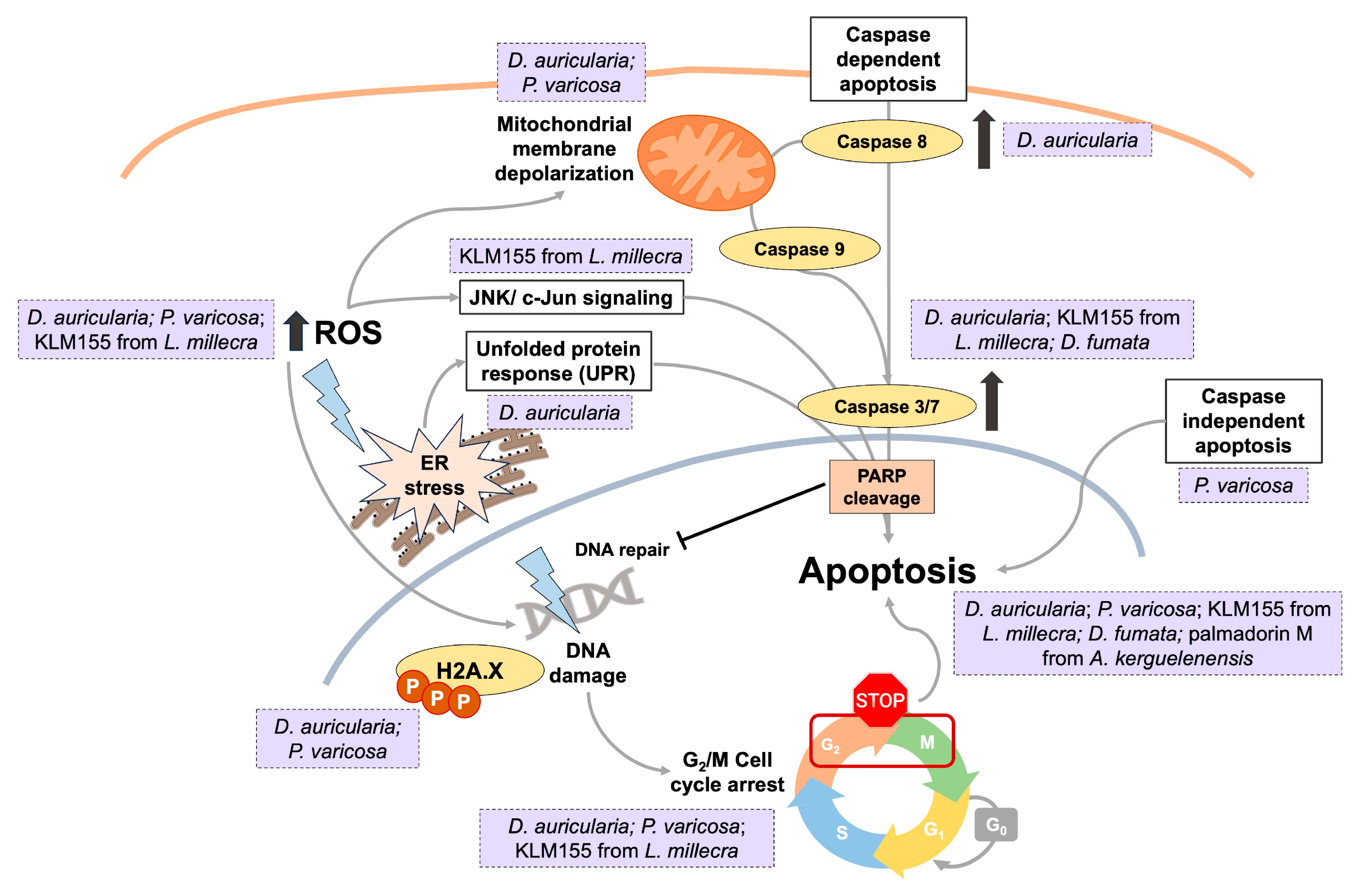 Marinedrugs 23 00319 g008