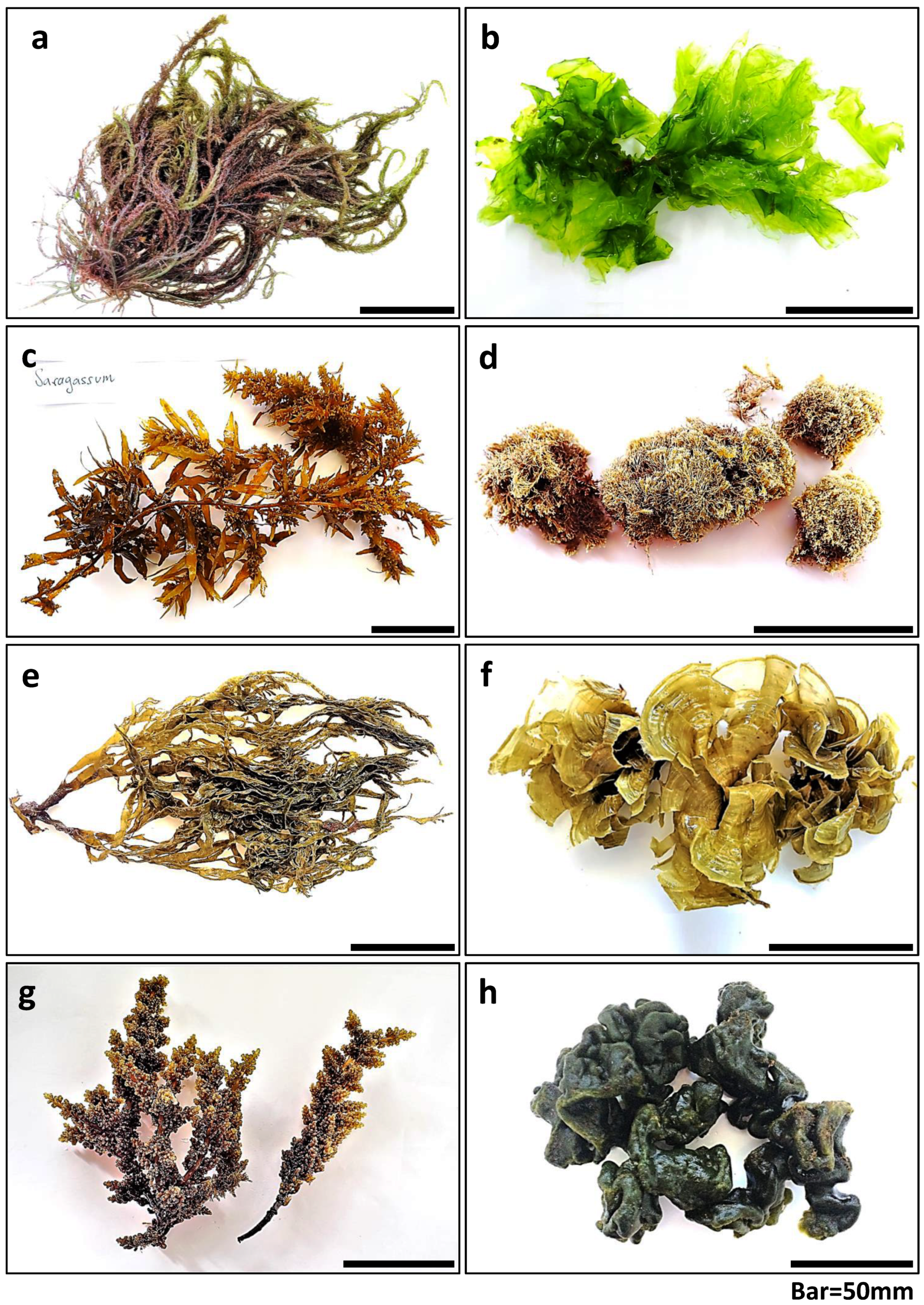 Marinedrugs 23 00320 g003 Marinedrugs 23 00320 g003