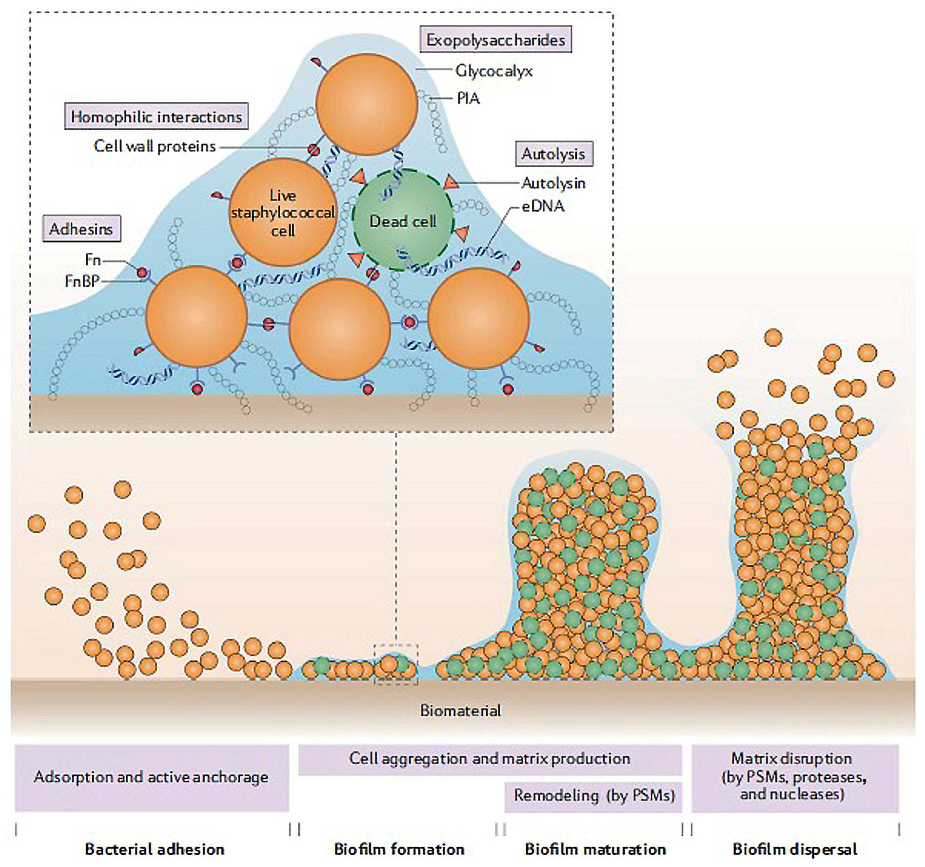 Marinedrugs 23 00321 g003