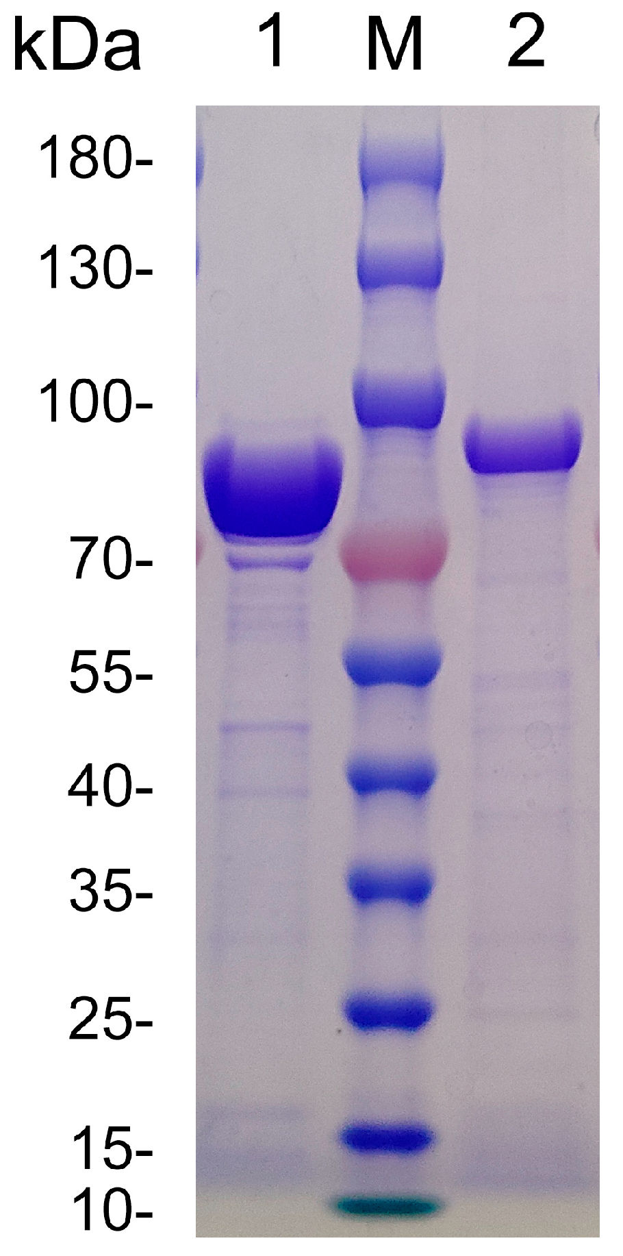 Marinedrugs 23 00334 g005