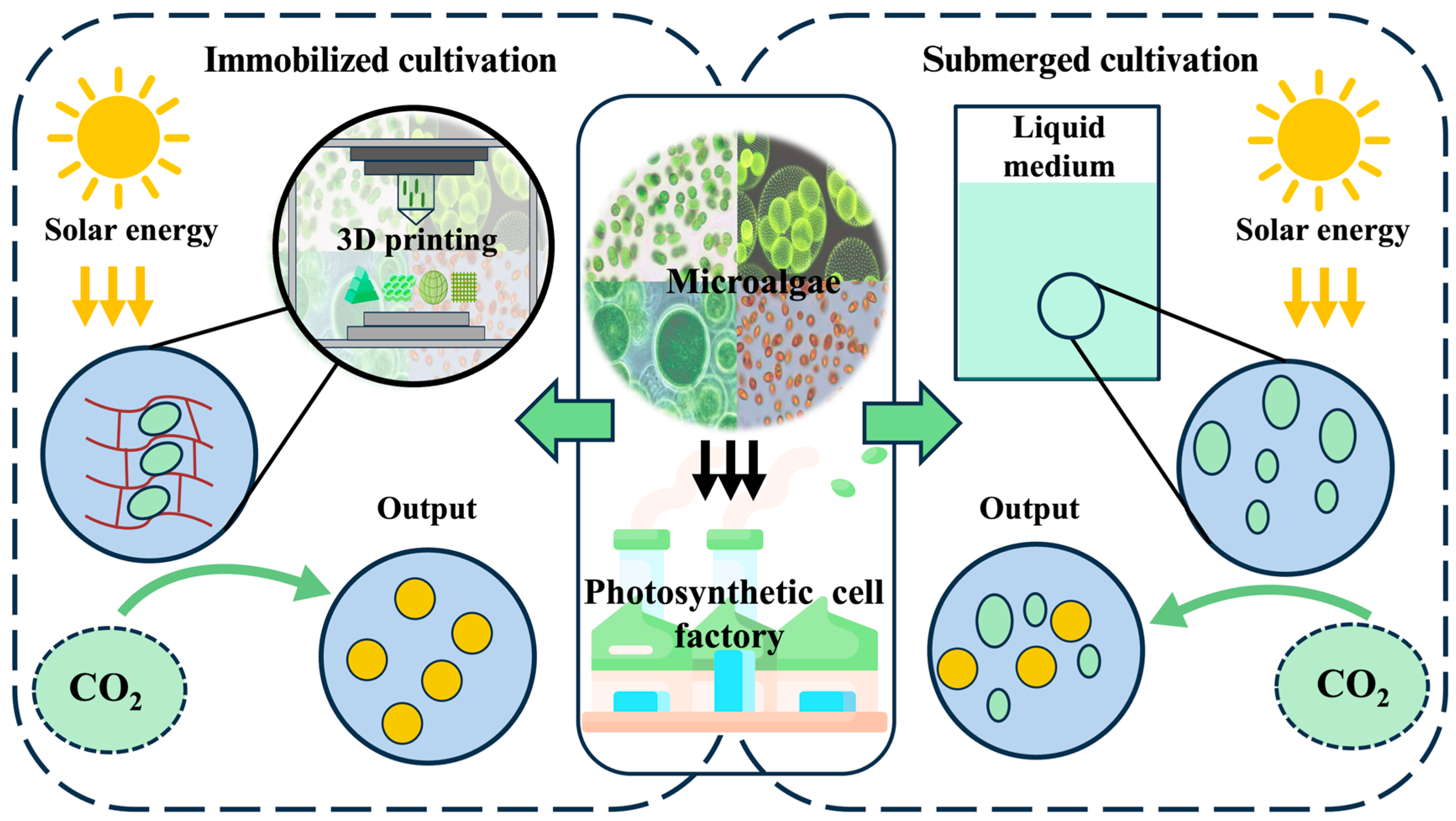Marinedrugs 23 00342 g005 Marinedrugs 23 00342 g005