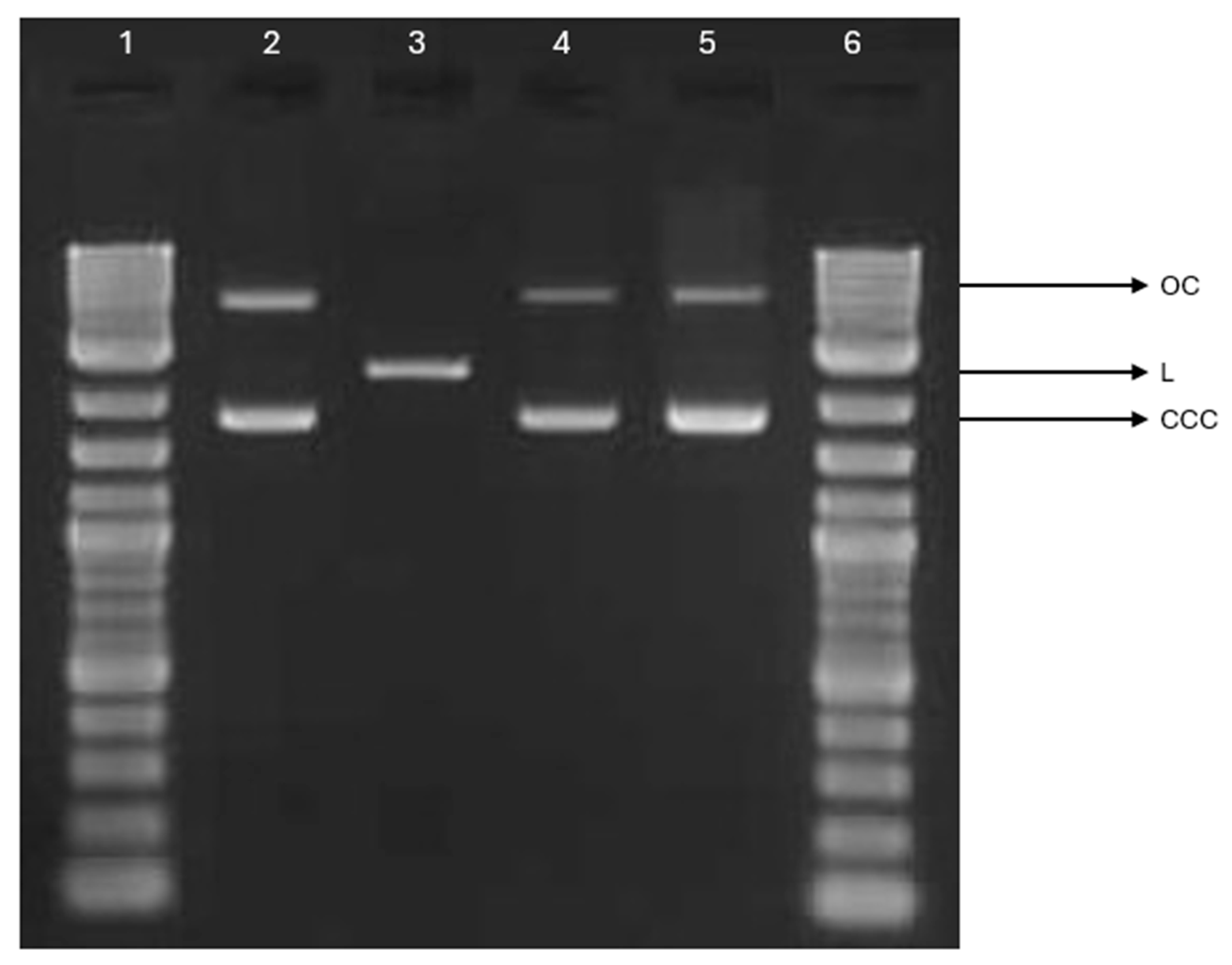 Marinedrugs 23 00349 g010