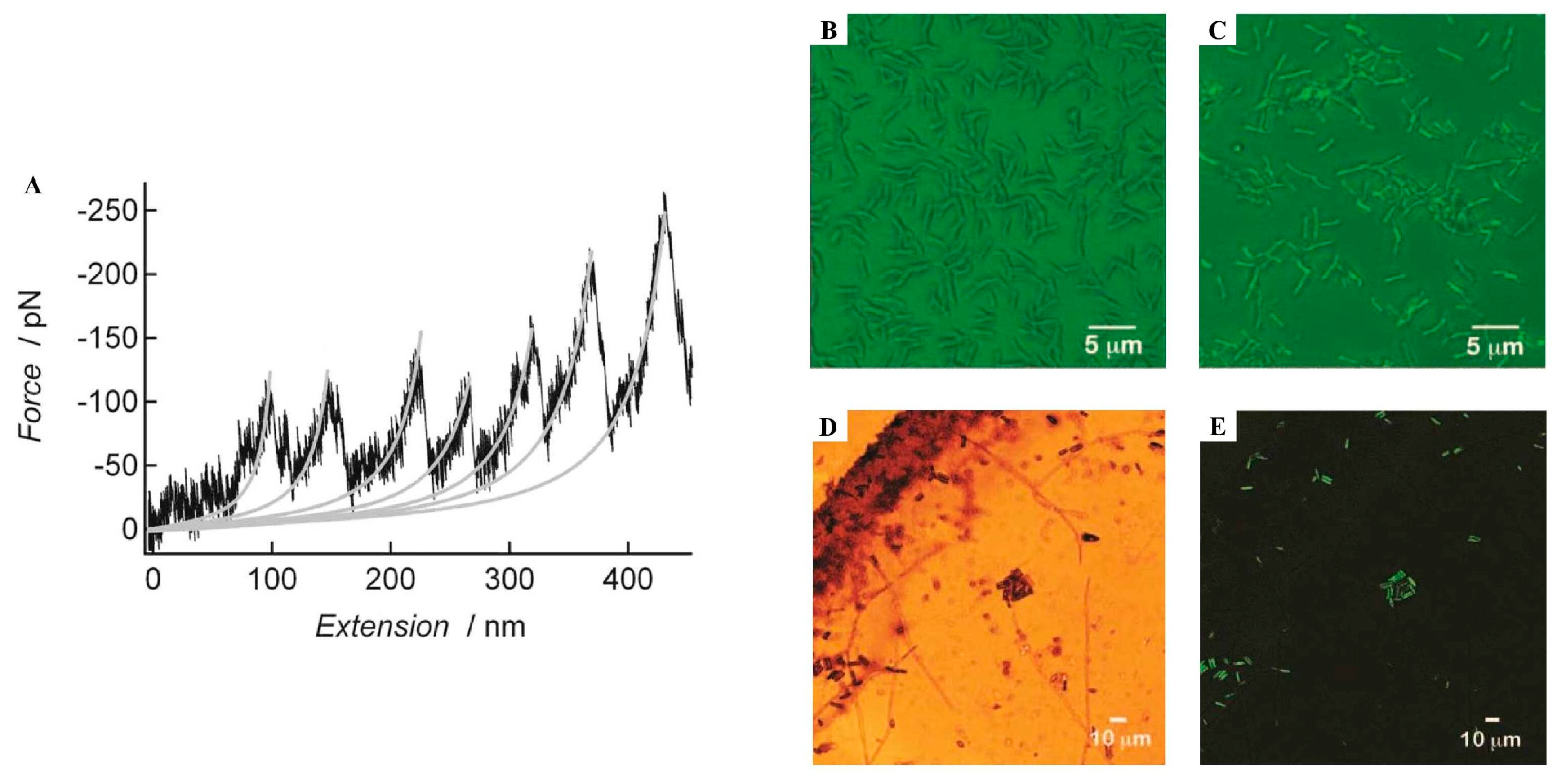 Marinedrugs 23 00363 g003 Marinedrugs 23 00363 g003