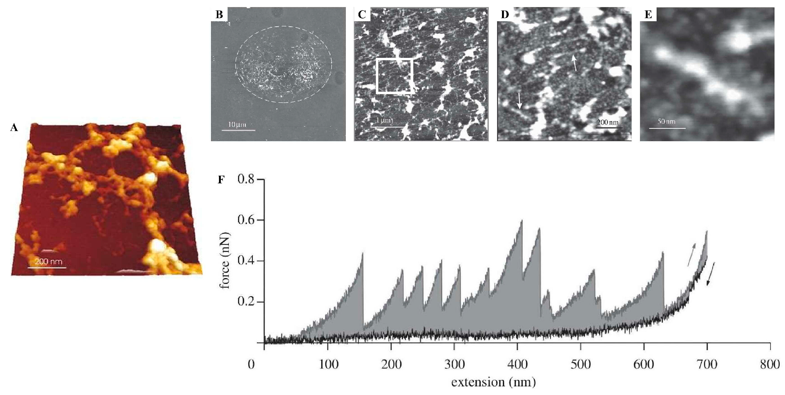 Marinedrugs 23 00363 g004 Marinedrugs 23 00363 g004