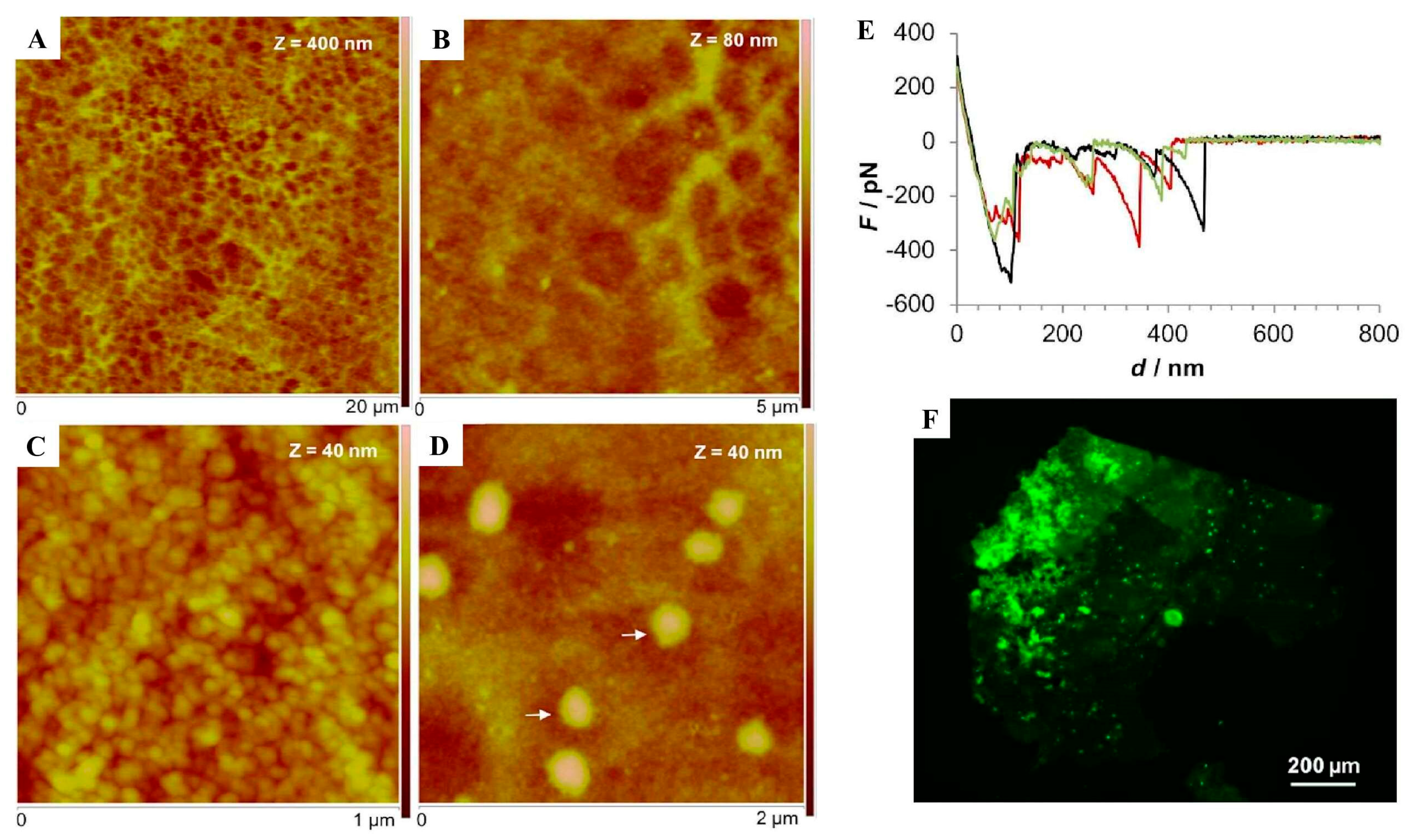 Marinedrugs 23 00363 g005 Marinedrugs 23 00363 g005