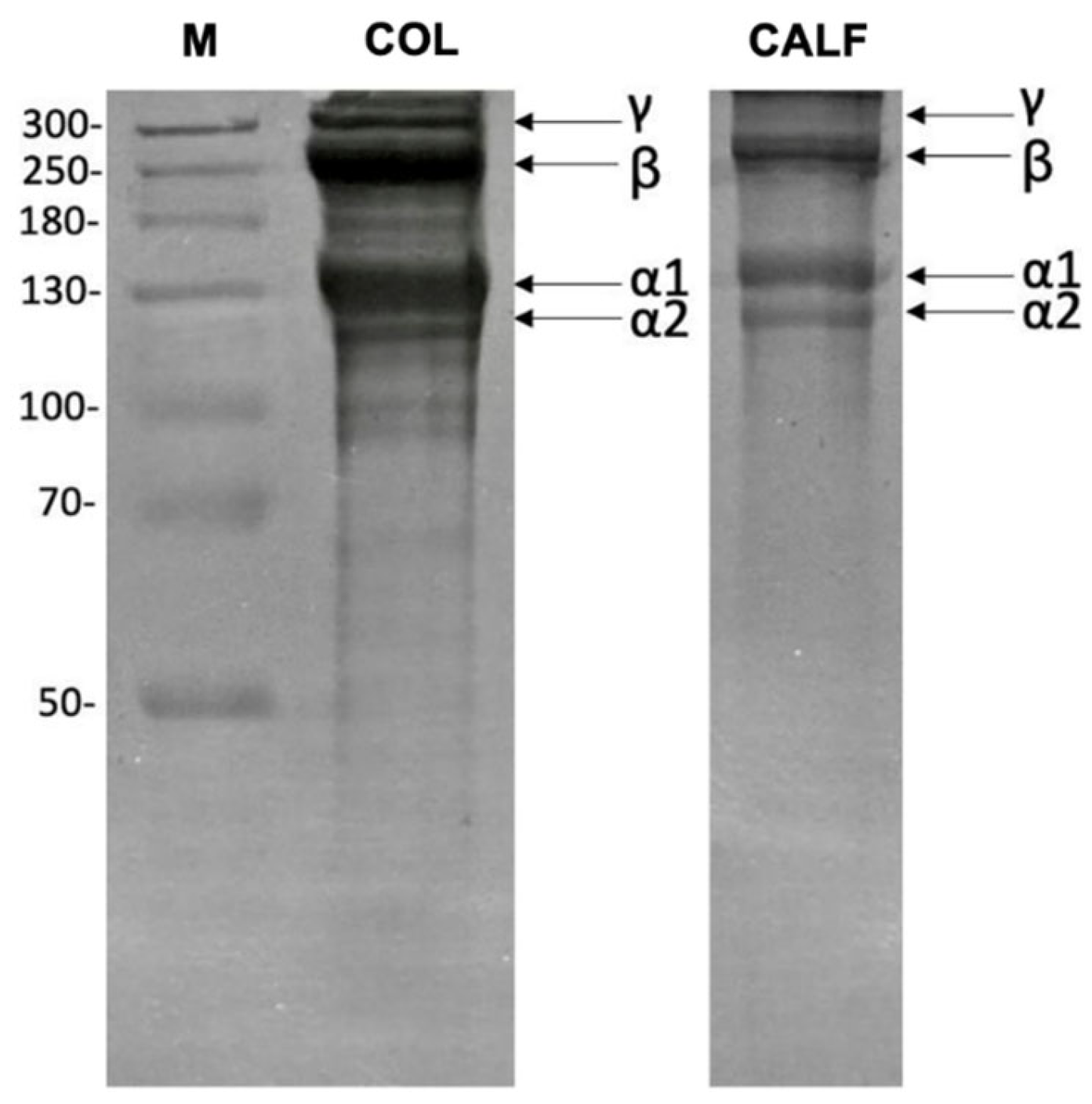 Marinedrugs 23 00375 g002 Marinedrugs 23 00375 g002