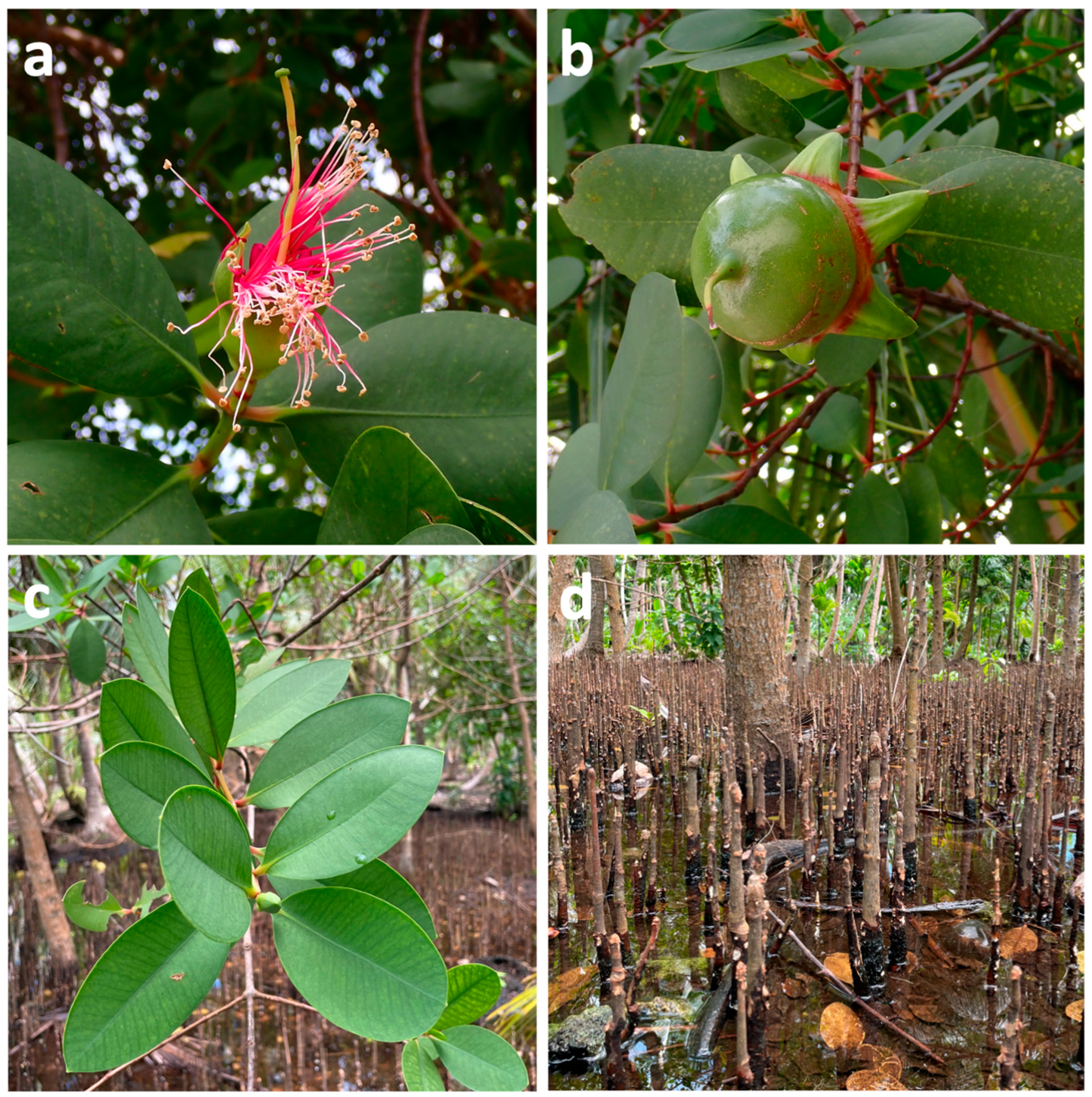 Marinedrugs 23 00378 g001 Marinedrugs 23 00378 g001