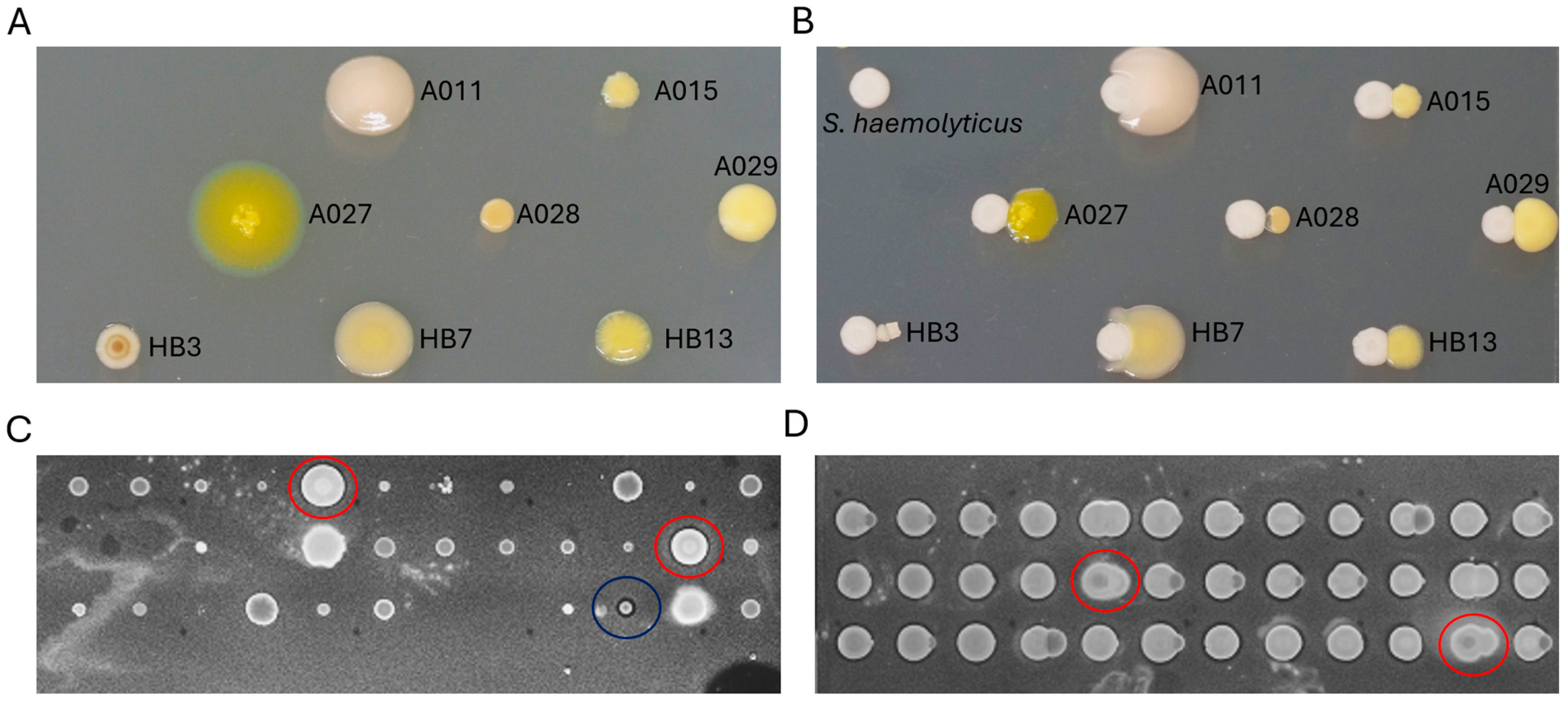 Marinedrugs 23 00408 g005 Marinedrugs 23 00408 g005