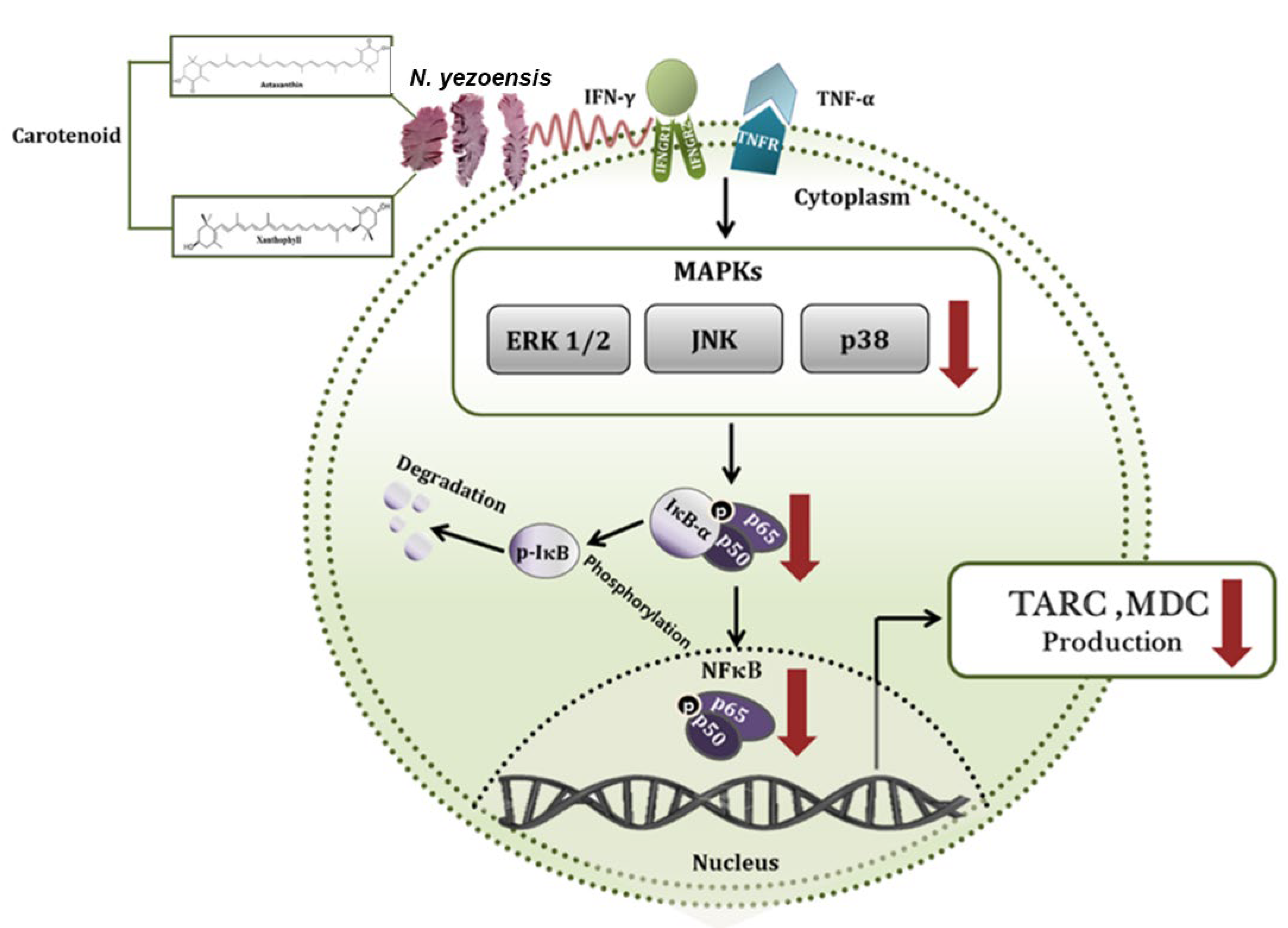 Marinedrugs 23 00415 g003 Marinedrugs 23 00415 g003
