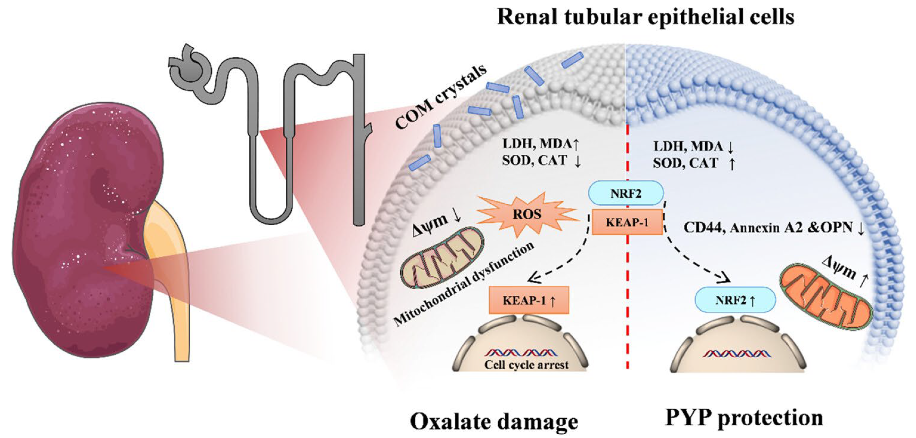 Marinedrugs 23 00415 g005 Marinedrugs 23 00415 g005