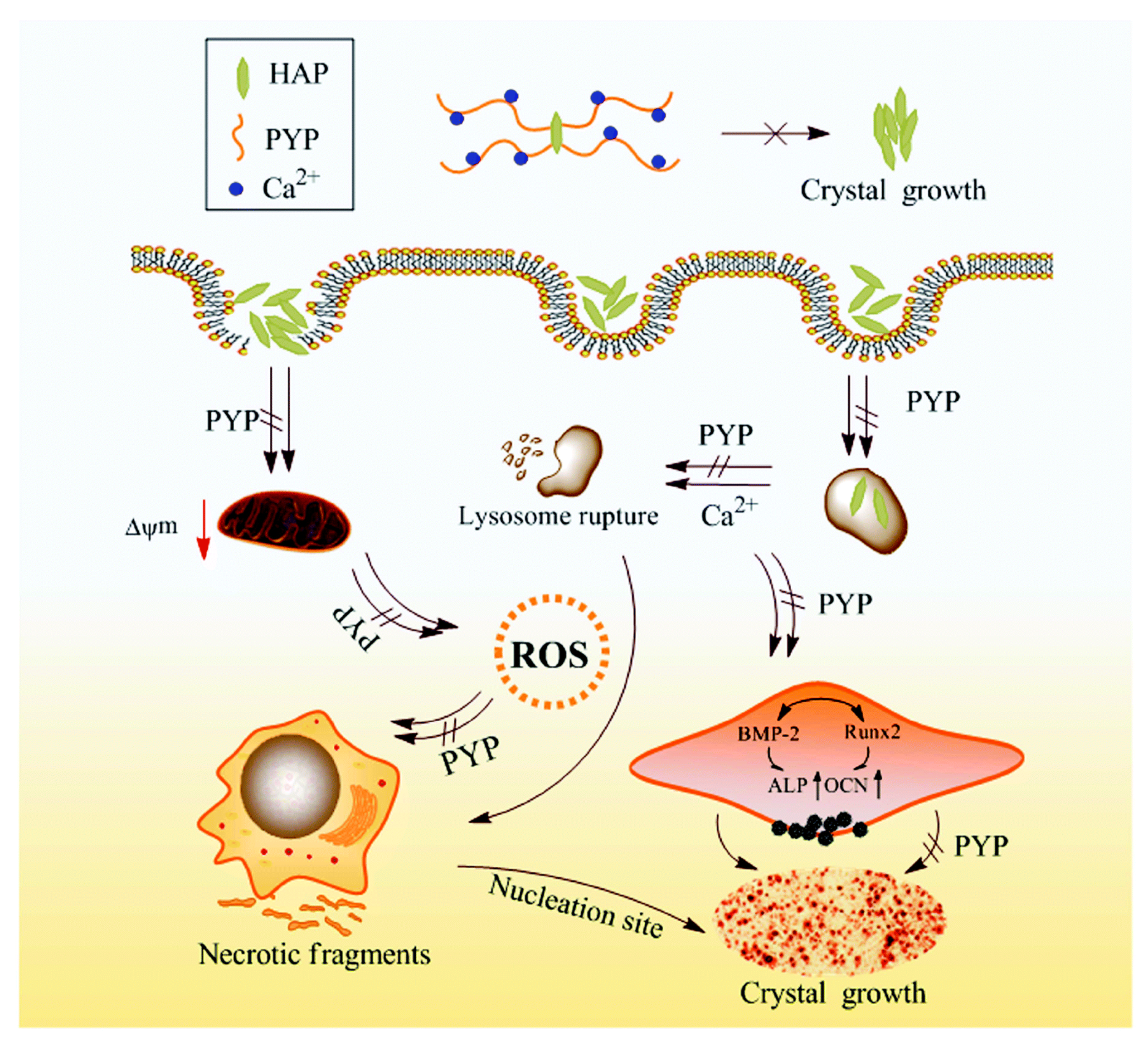 Marinedrugs 23 00415 g006 Marinedrugs 23 00415 g006