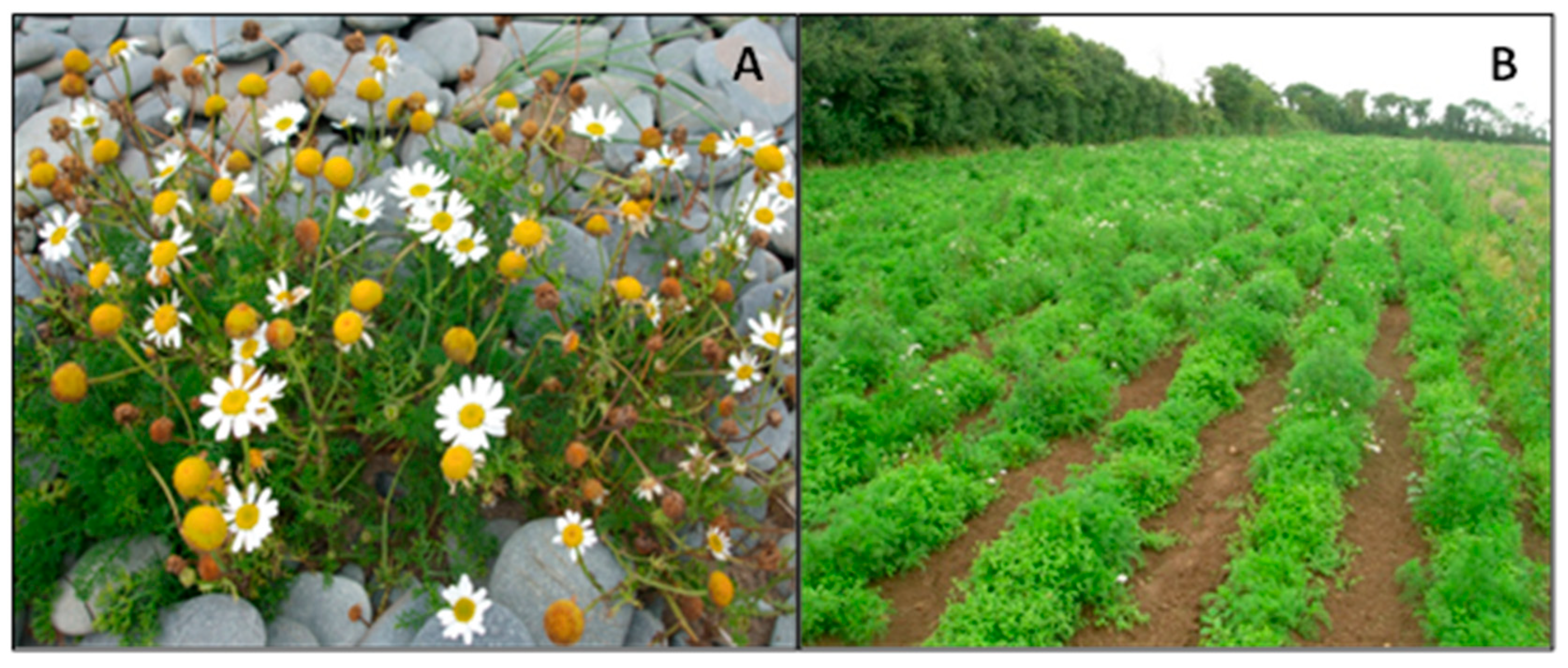 Marinedrugs 23 00420 g001