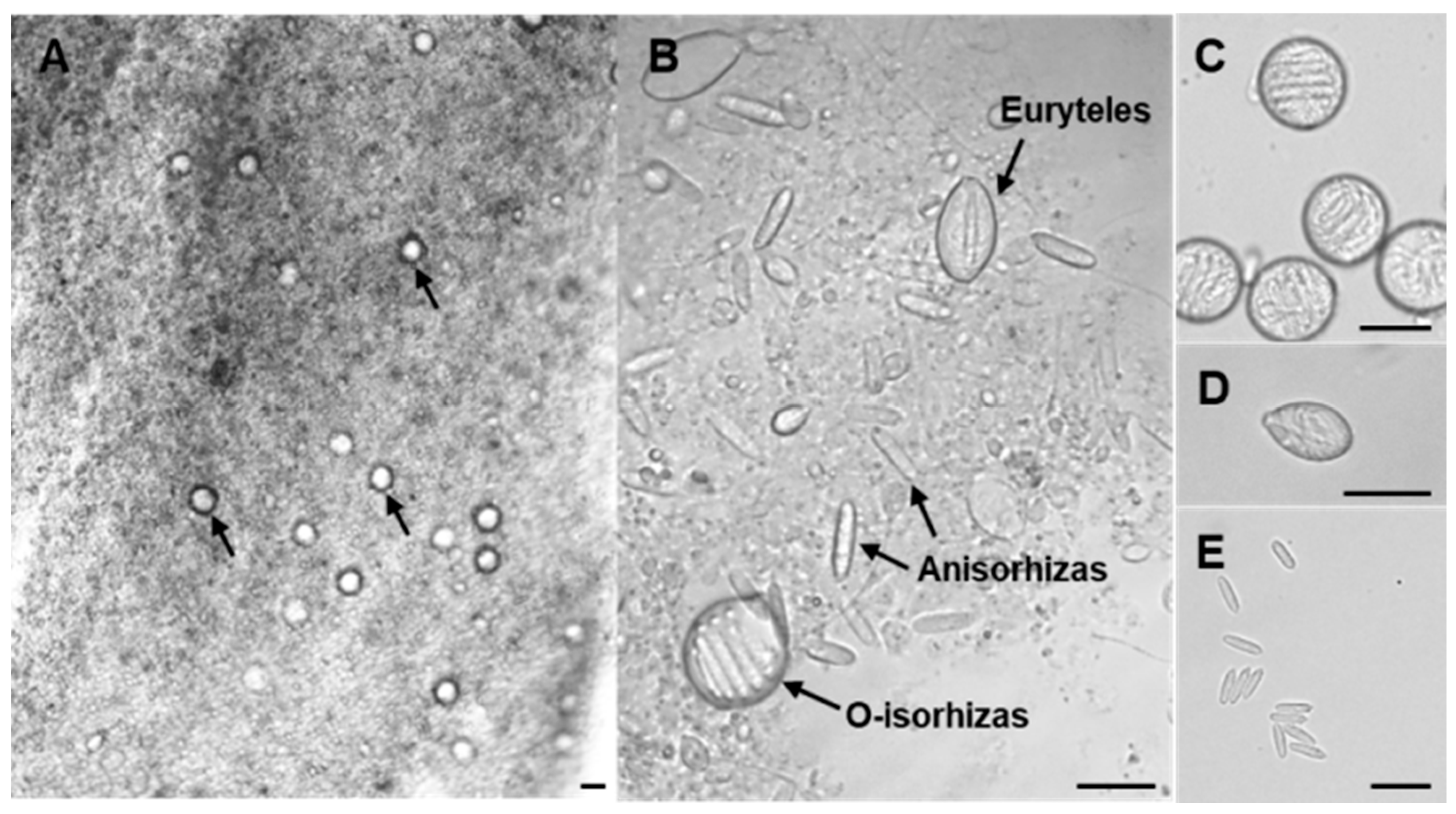 Marinedrugs 23 00421 g001 Marinedrugs 23 00421 g001