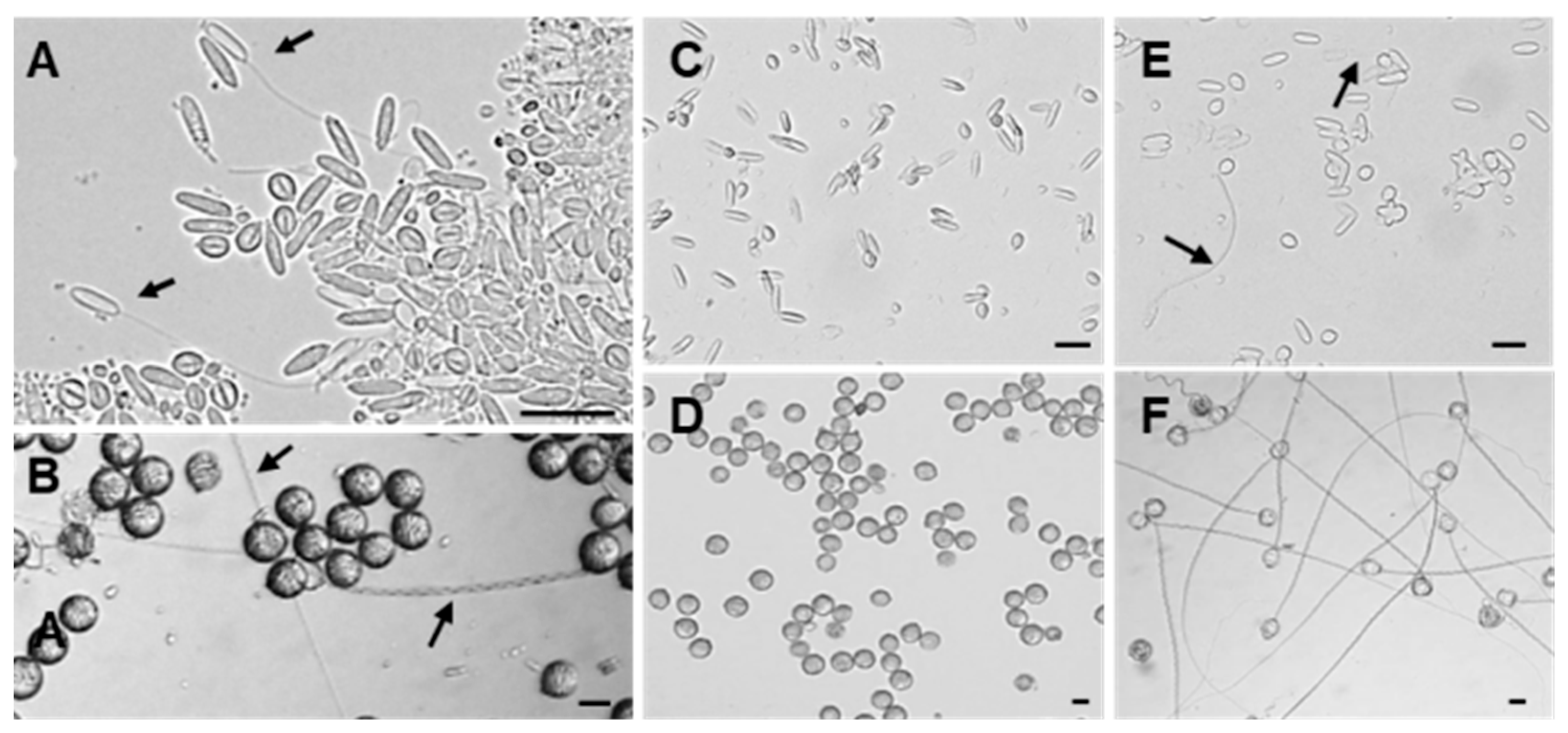 Marinedrugs 23 00421 g003 Marinedrugs 23 00421 g003