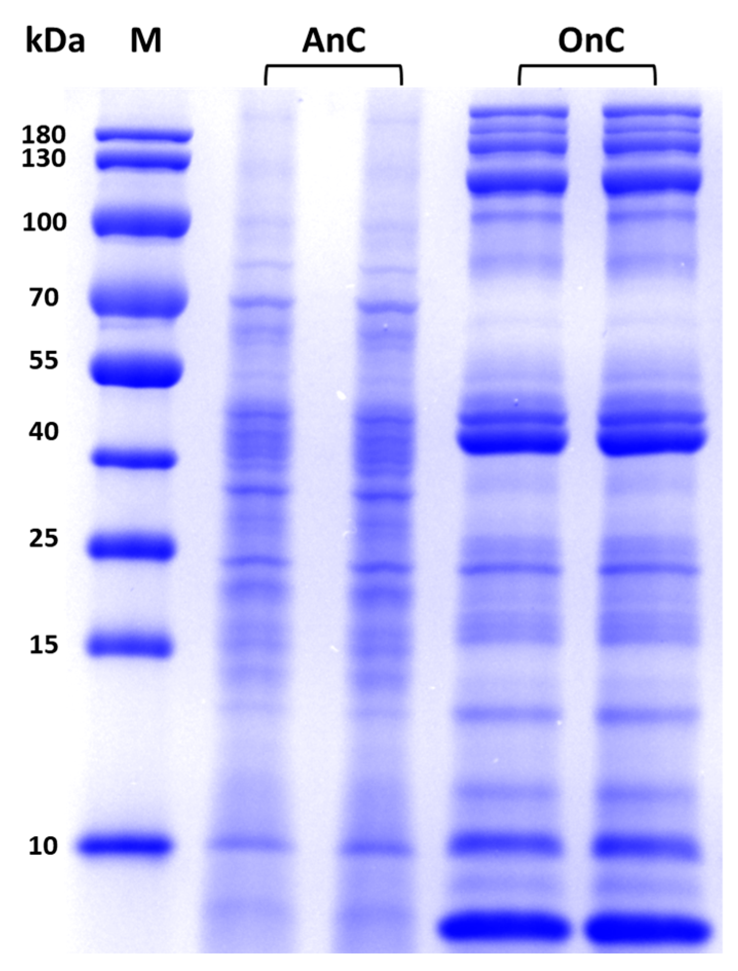 Marinedrugs 23 00421 g004 Marinedrugs 23 00421 g004