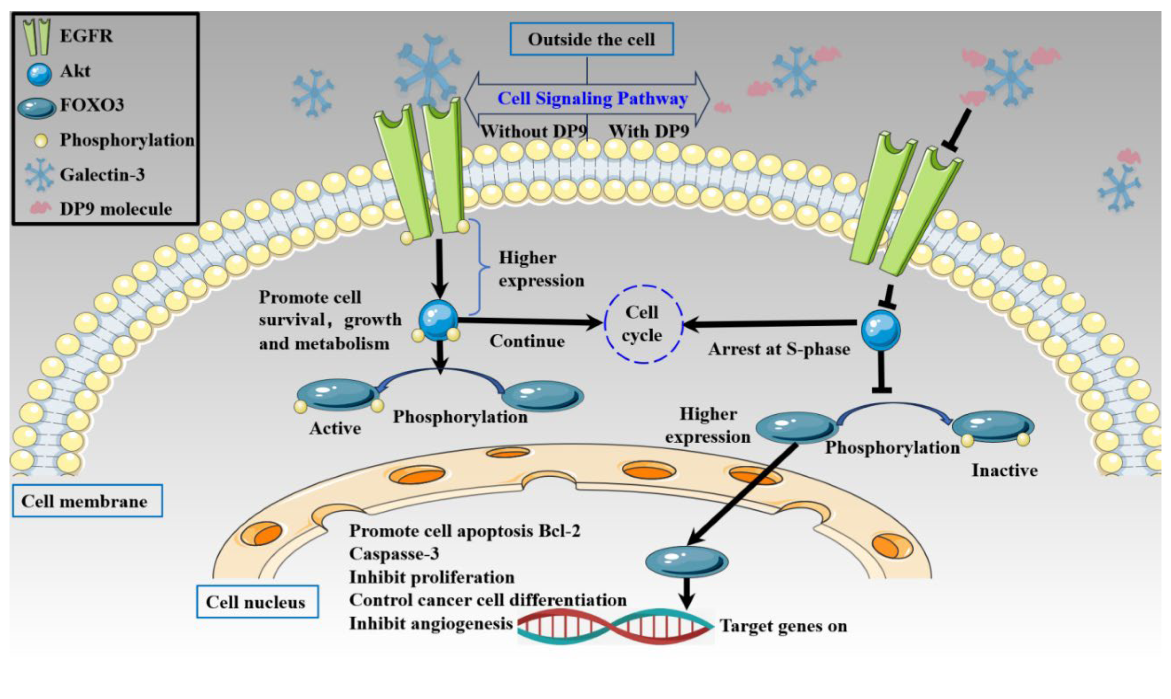 Marinedrugs 23 00423 g009 Marinedrugs 23 00423 g009