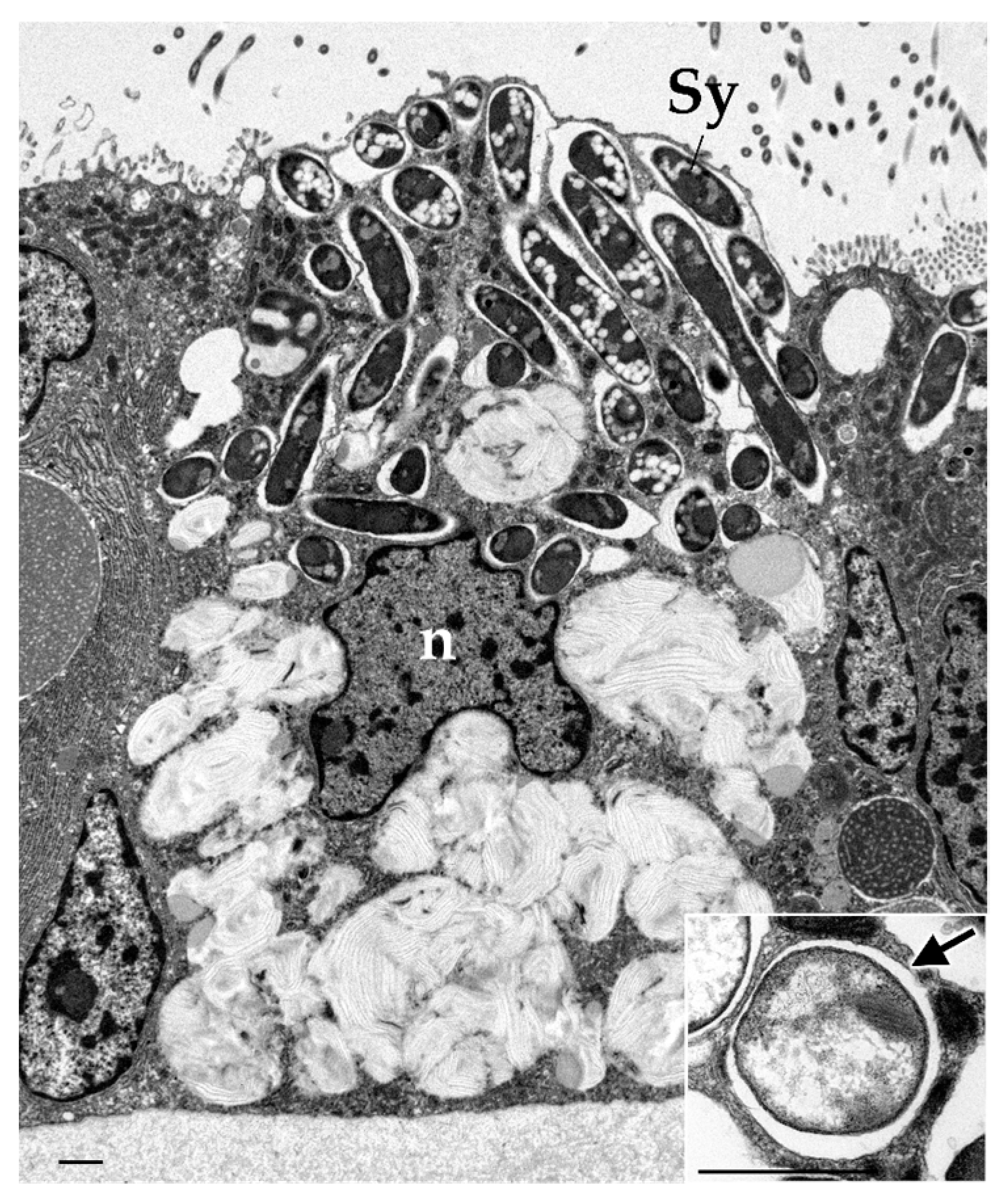 Marinedrugs 23 00425 g001