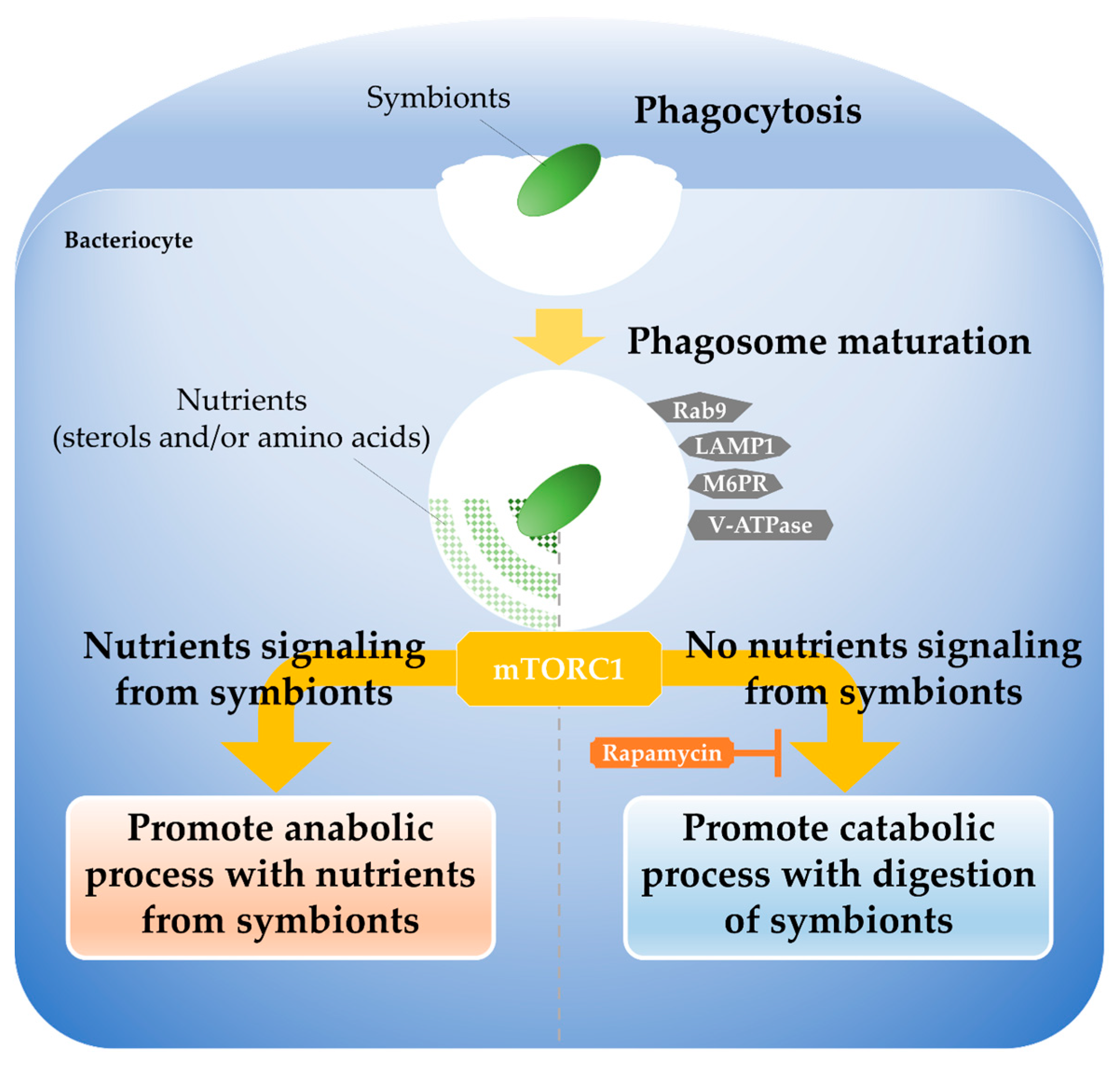 Marinedrugs 23 00425 g004