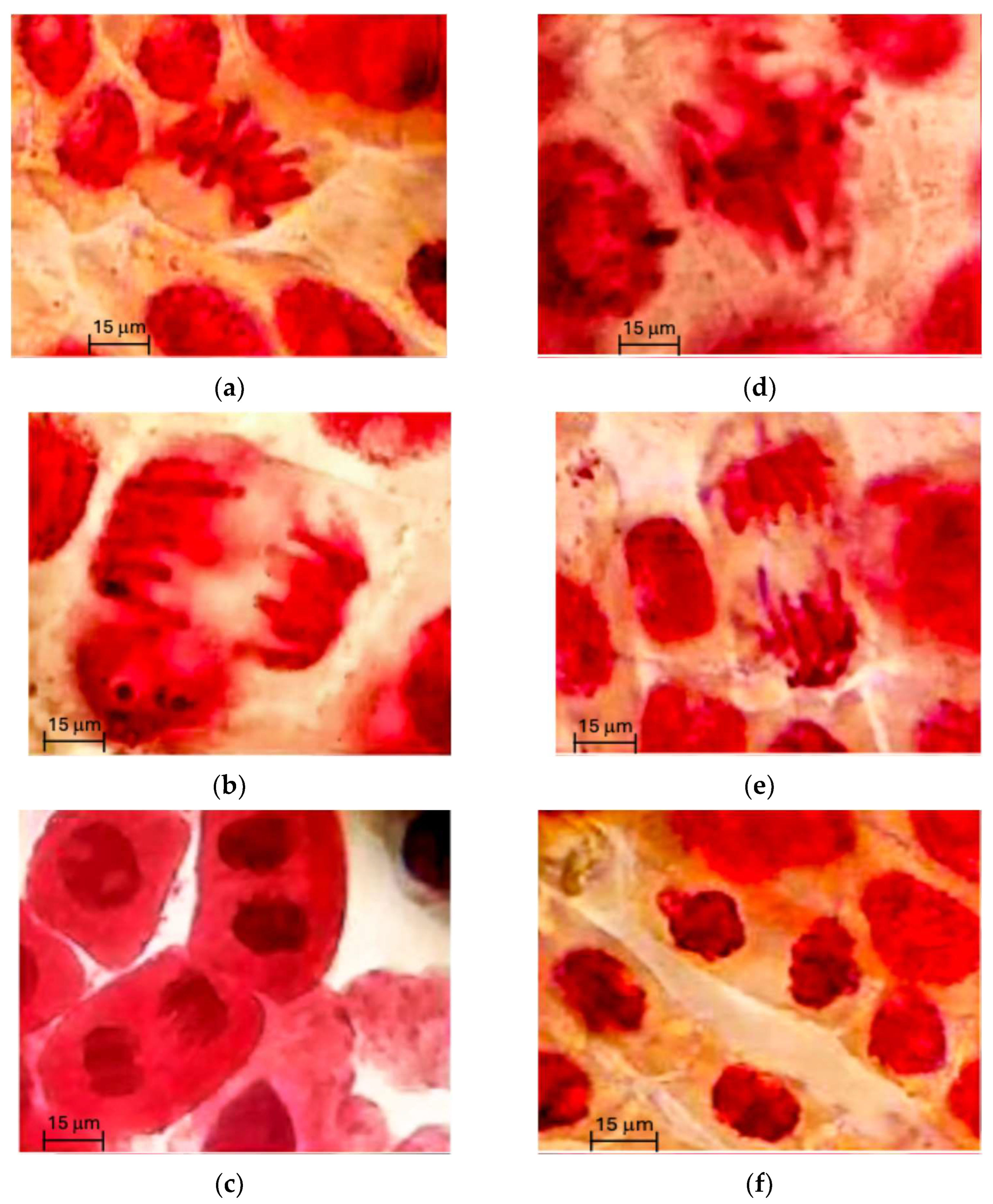 Marinedrugs 23 00427 g001 Marinedrugs 23 00427 g001