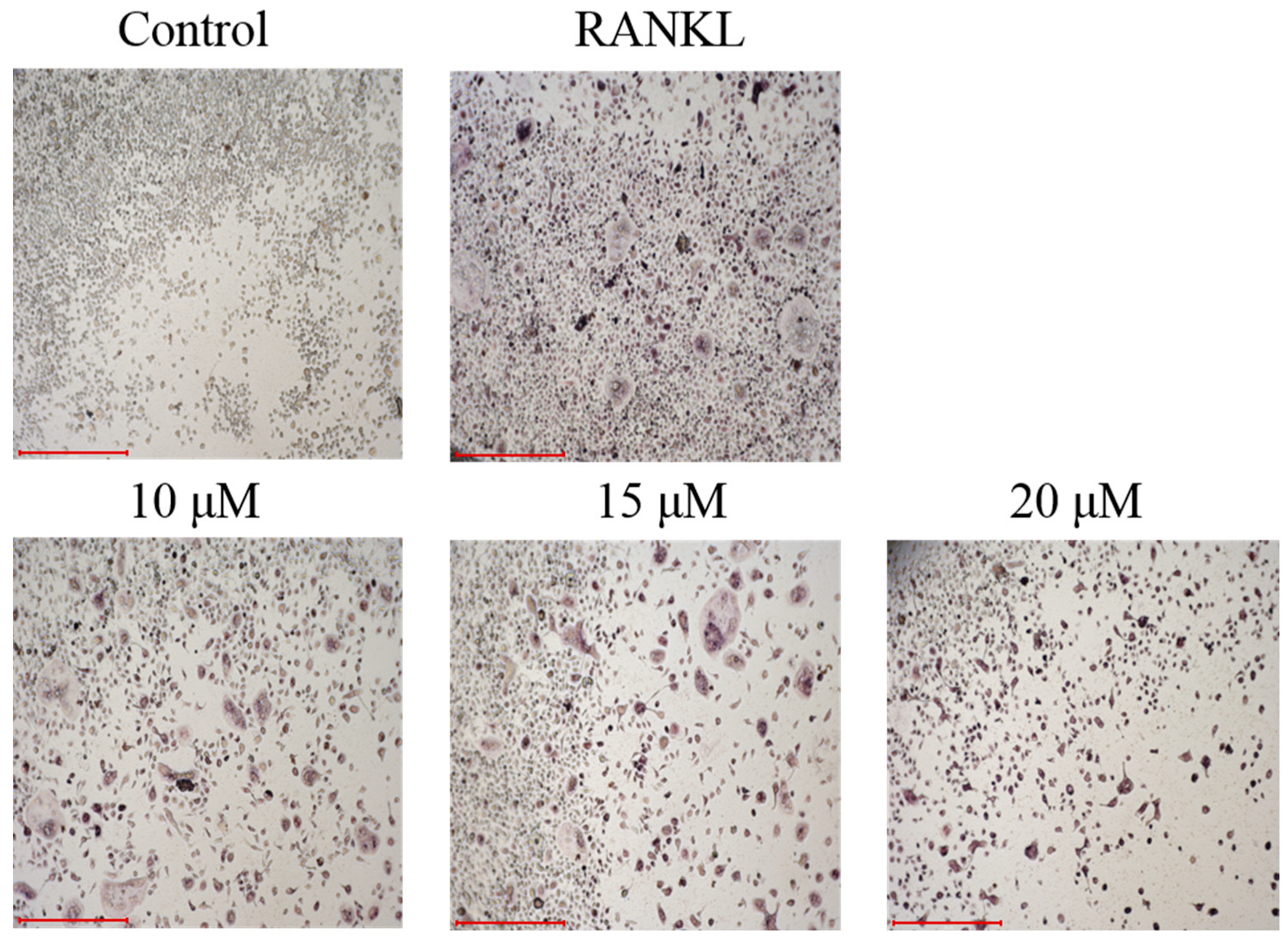 Marinedrugs 23 00429 g006