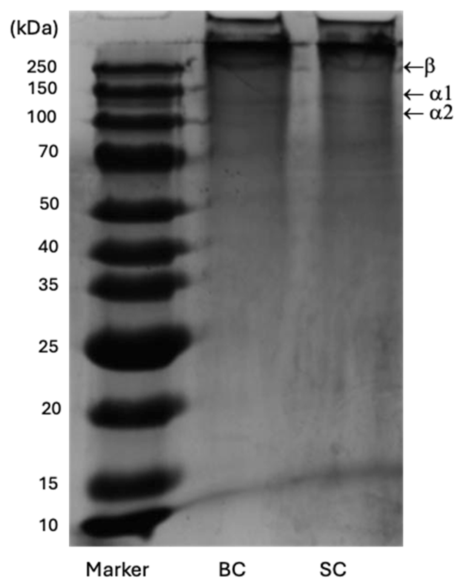 Marinedrugs 23 00432 g007