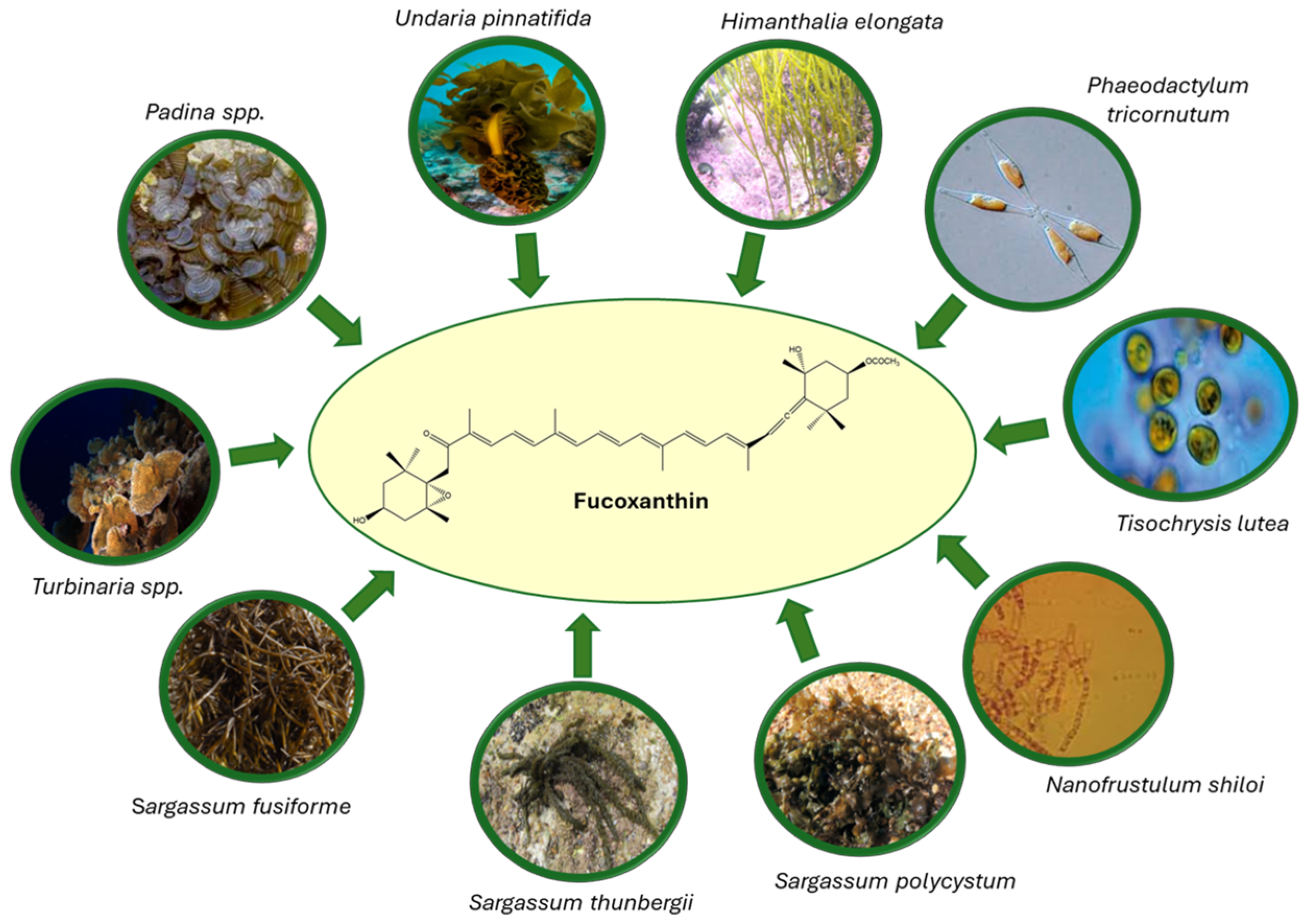 Marinedrugs 23 00440 g001