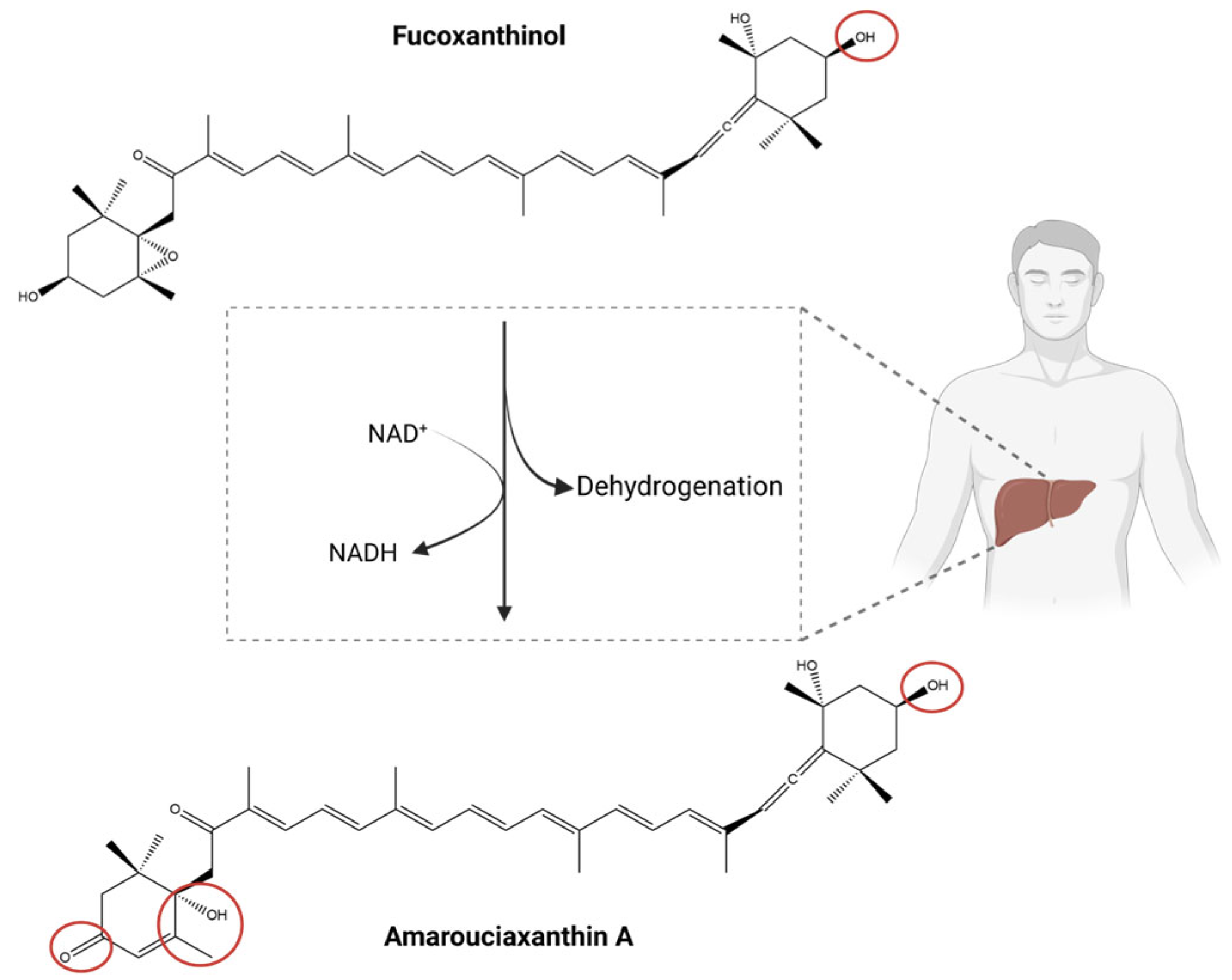 Marinedrugs 23 00440 g005