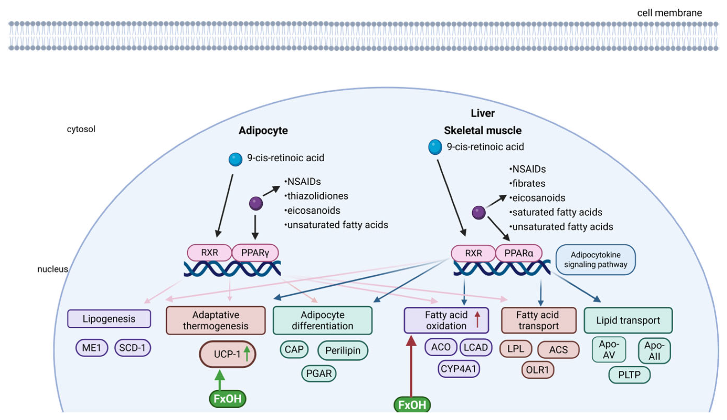 Marinedrugs 23 00440 g010