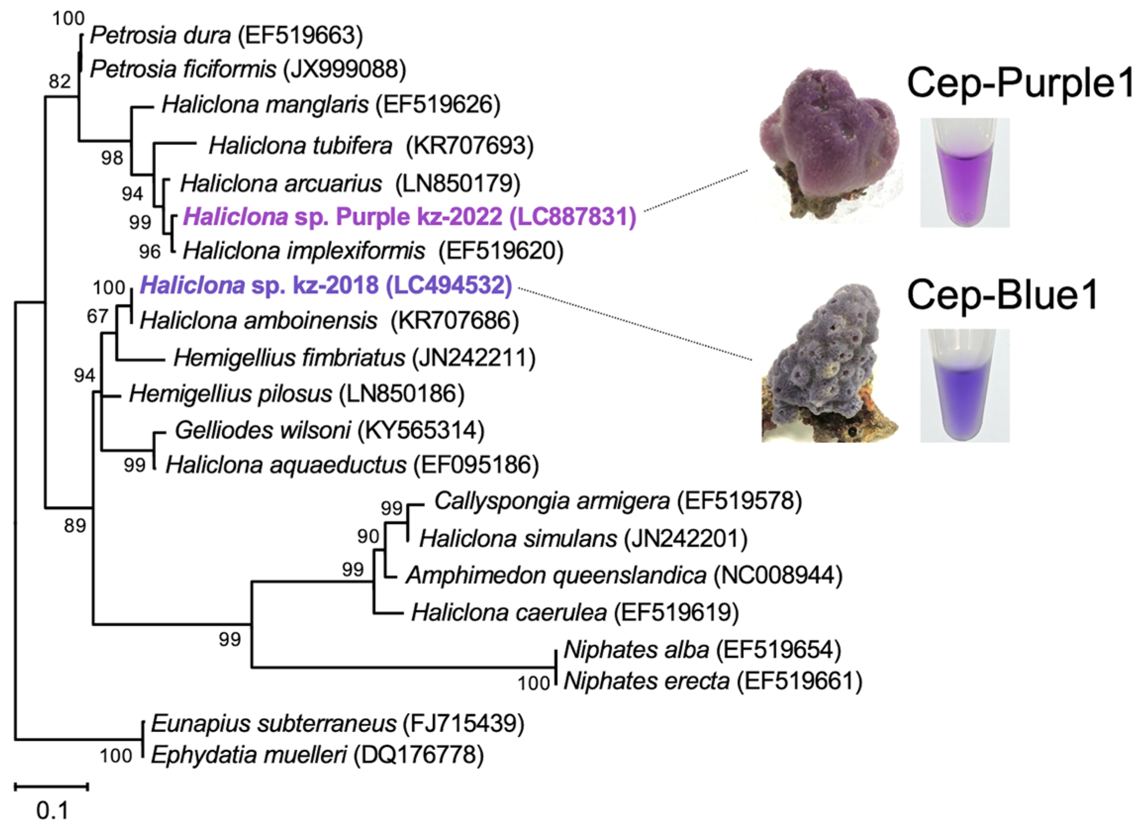 Marinedrugs 23 00441 g001 Marinedrugs 23 00441 g001