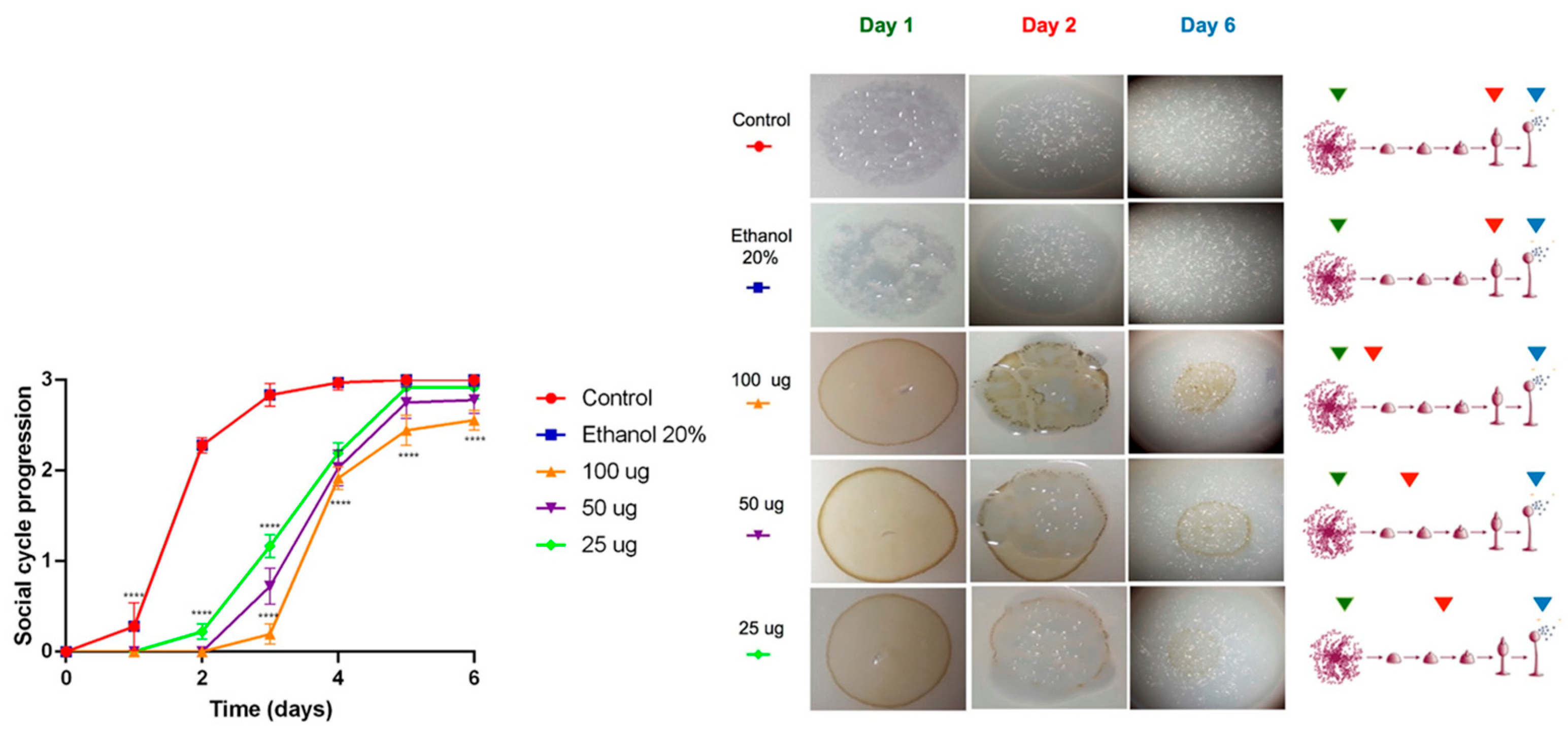 Marinedrugs 23 00442 g003