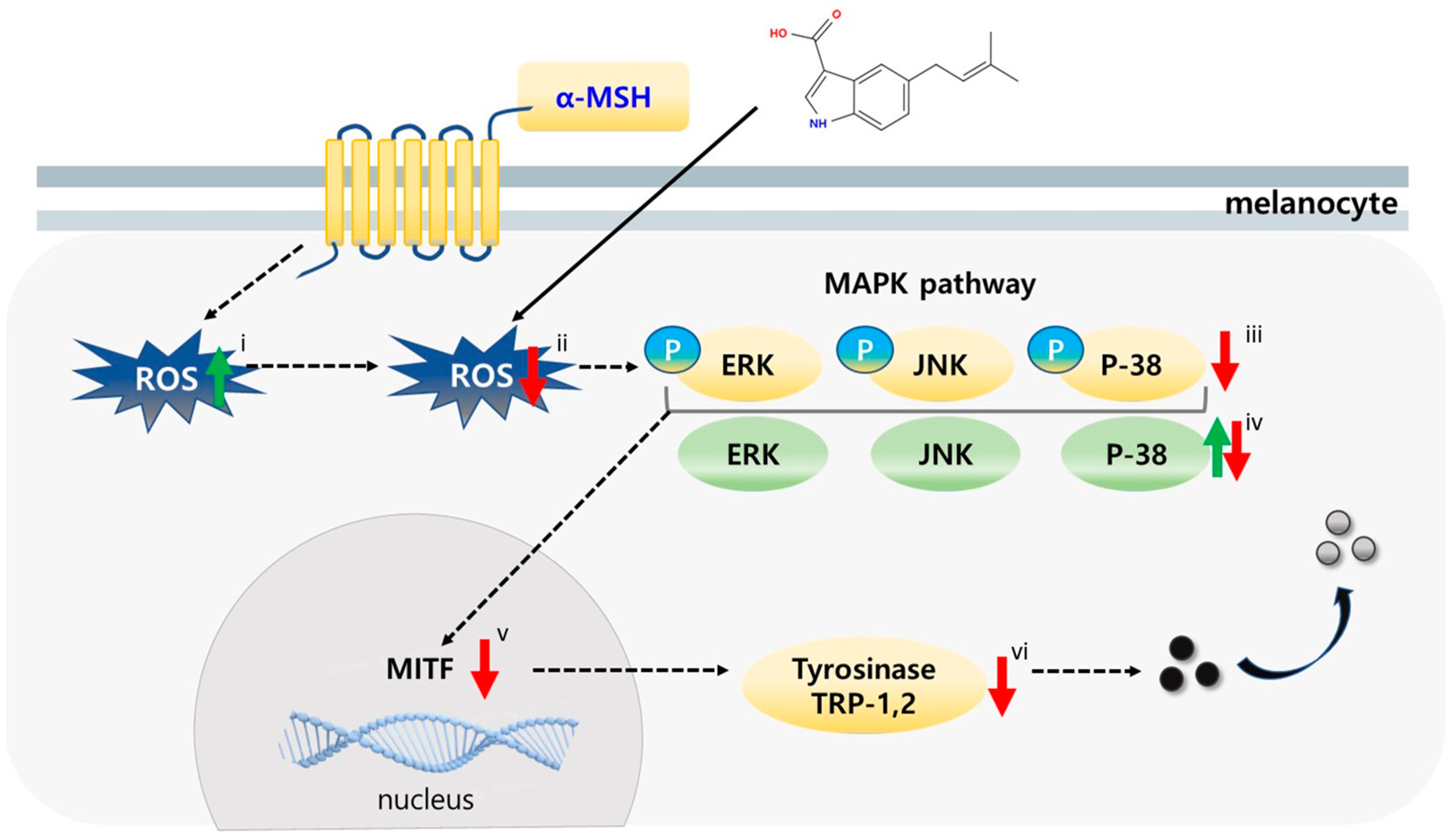 Marinedrugs 23 00448 g007