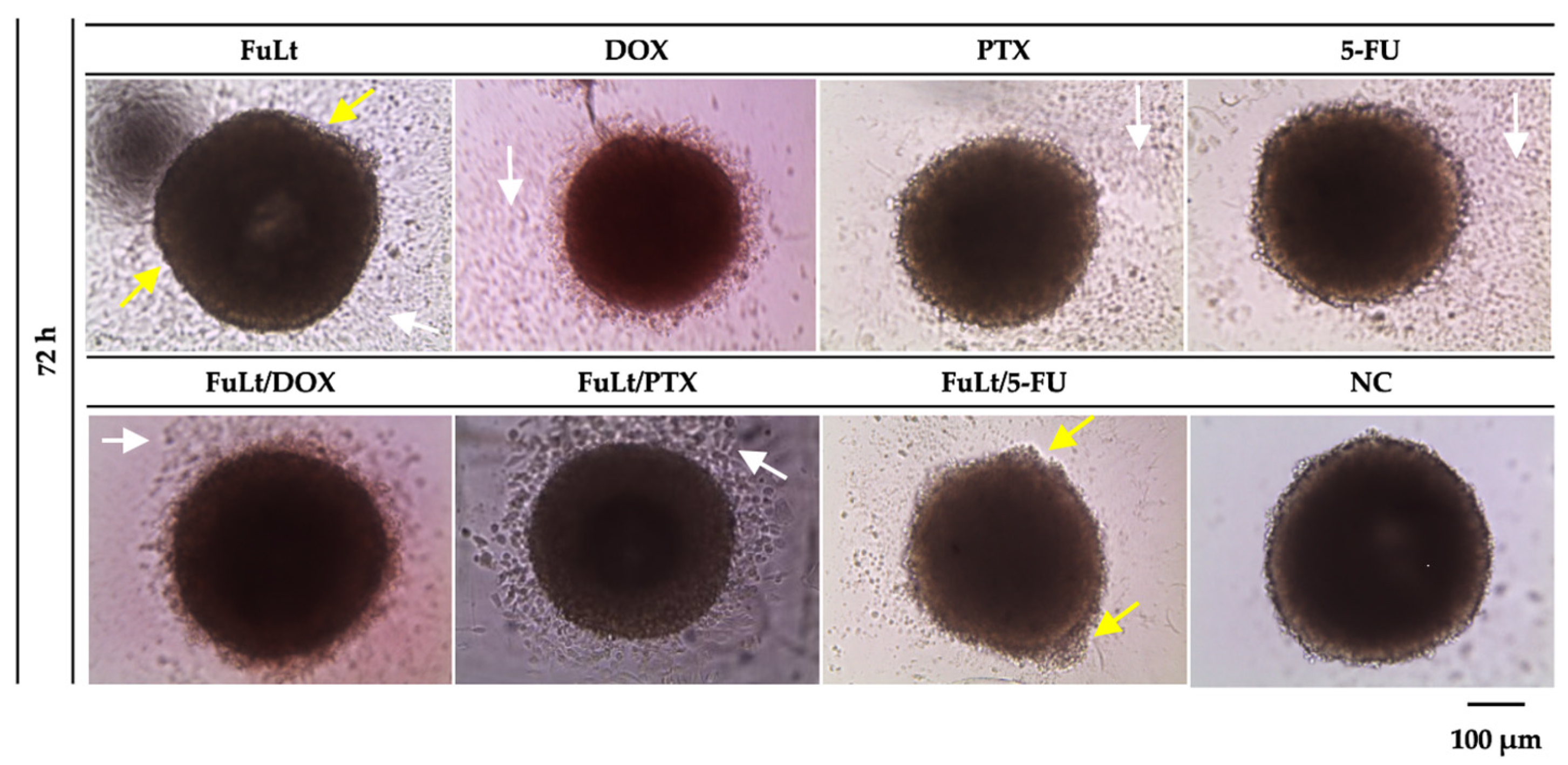 Marinedrugs 23 00451 g004 Marinedrugs 23 00451 g004