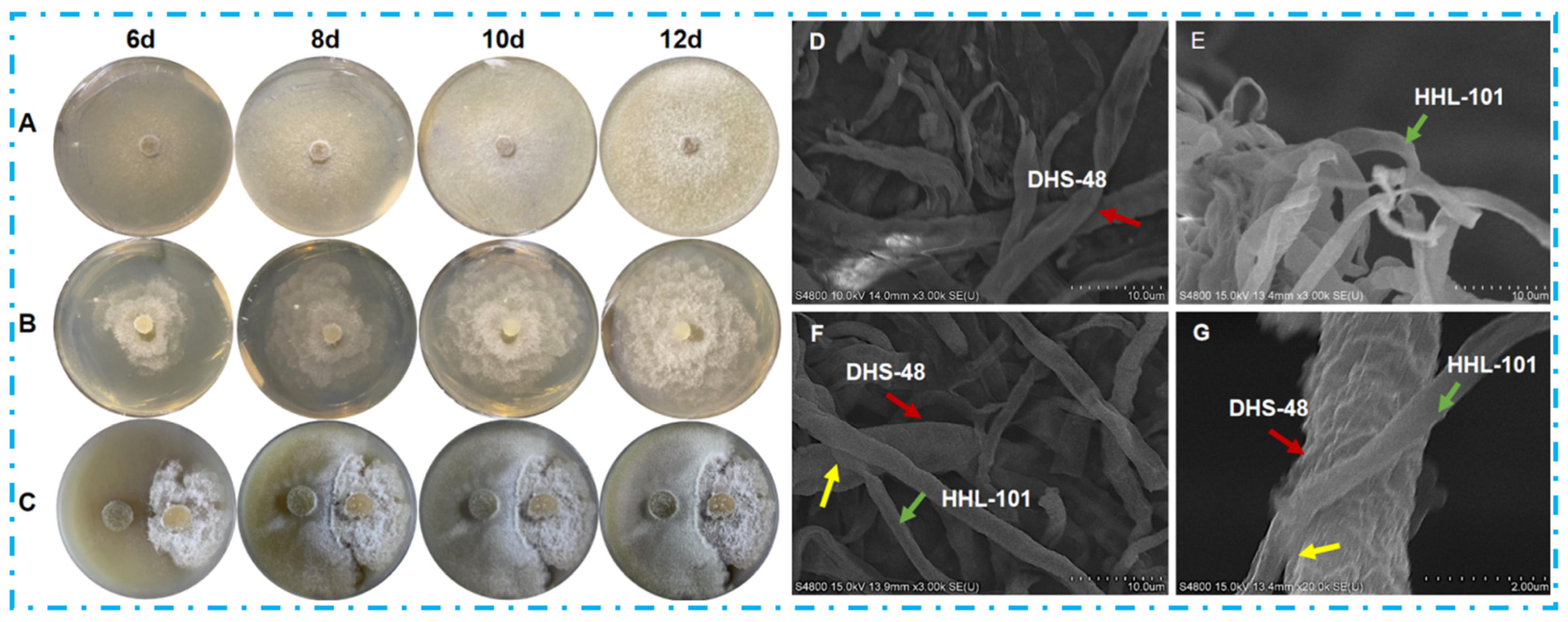 Marinedrugs 23 00452 g002 Marinedrugs 23 00452 g002