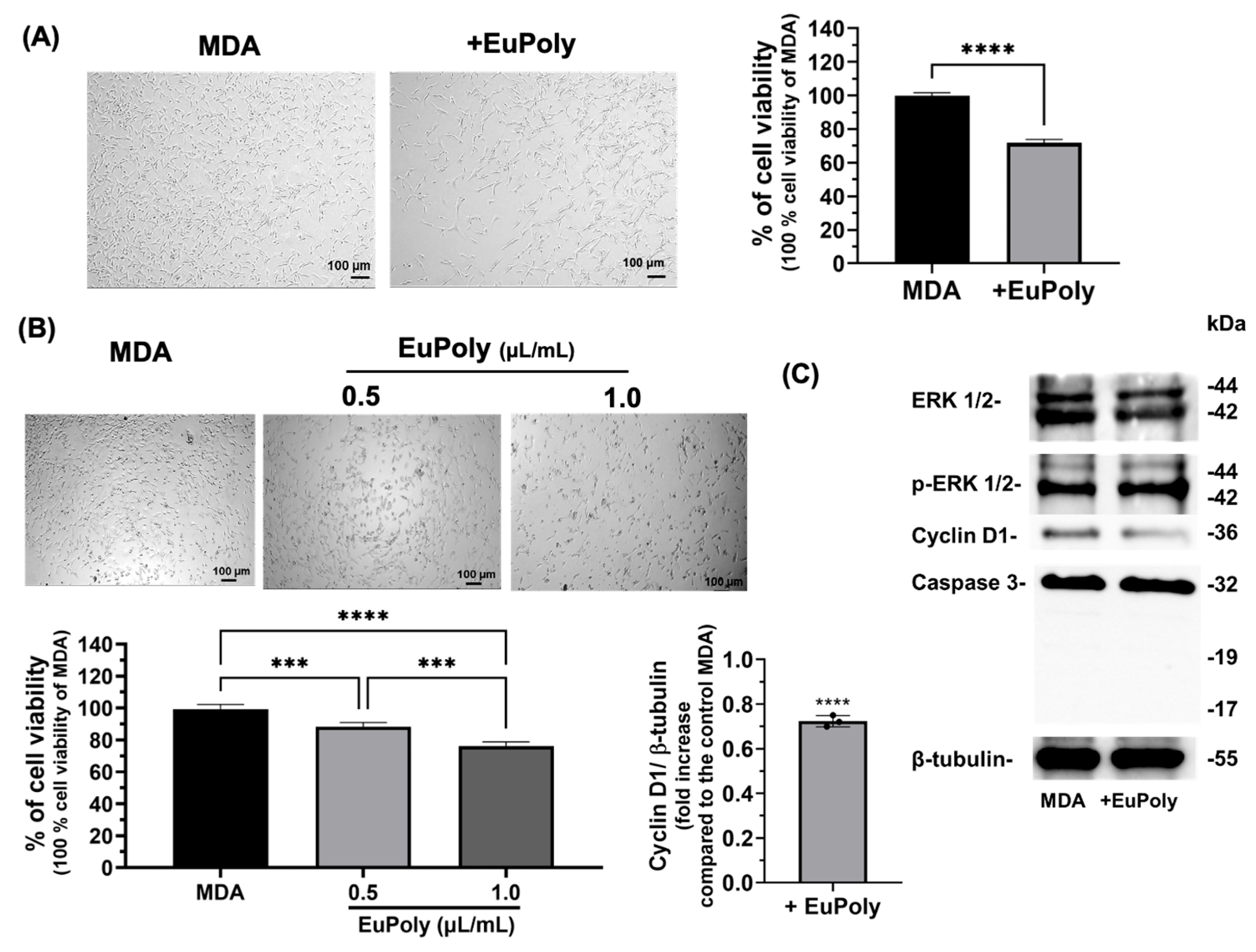 Marinedrugs 23 00453 g003 Marinedrugs 23 00453 g003
