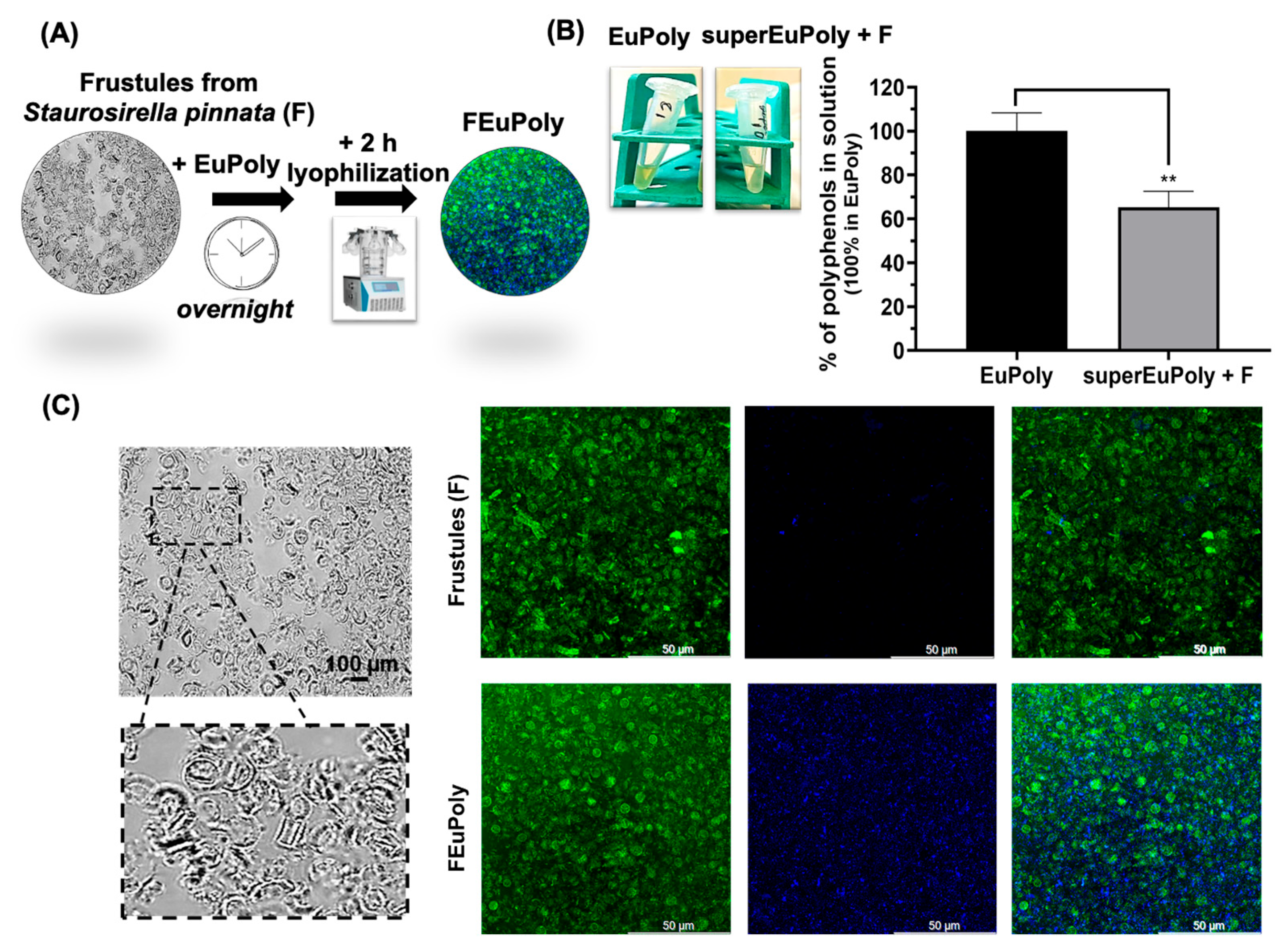 Marinedrugs 23 00453 g004 Marinedrugs 23 00453 g004
